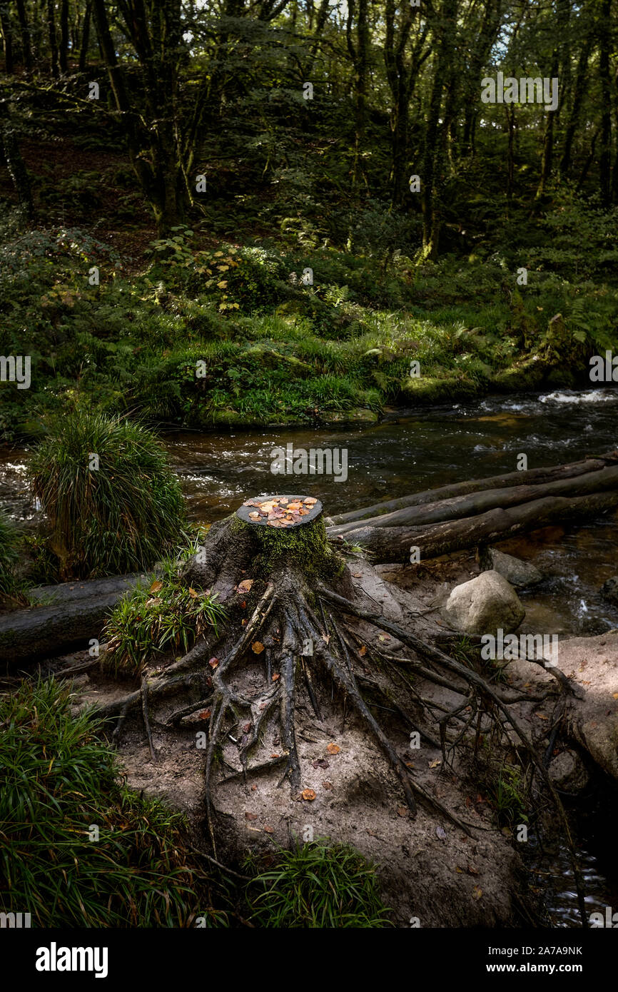 Il fiume Fowey fluente attraverso l'antico bosco di querce di legno Draynes a Golitha Falls in Cornovaglia. Foto Stock
