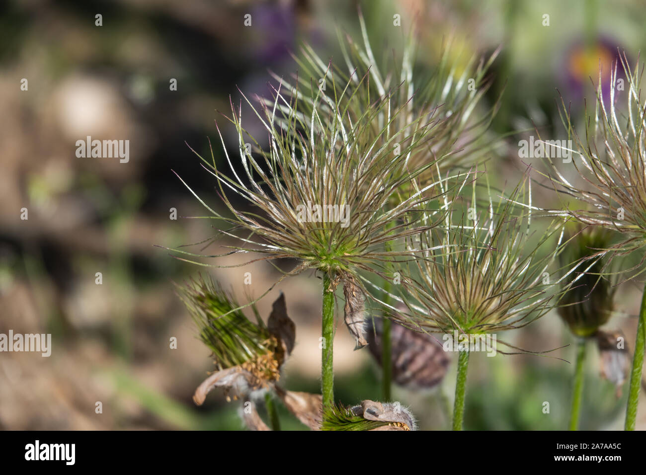 Pasqueflower frutto in primavera Foto Stock