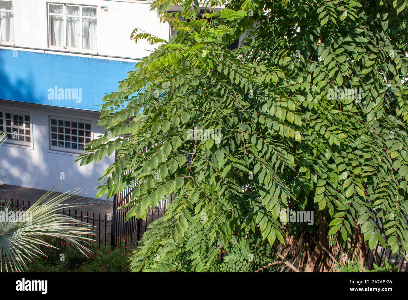 Kentucky Coffeetree (Gymnocladus dioicus), struttura urbana, Londra Foto Stock