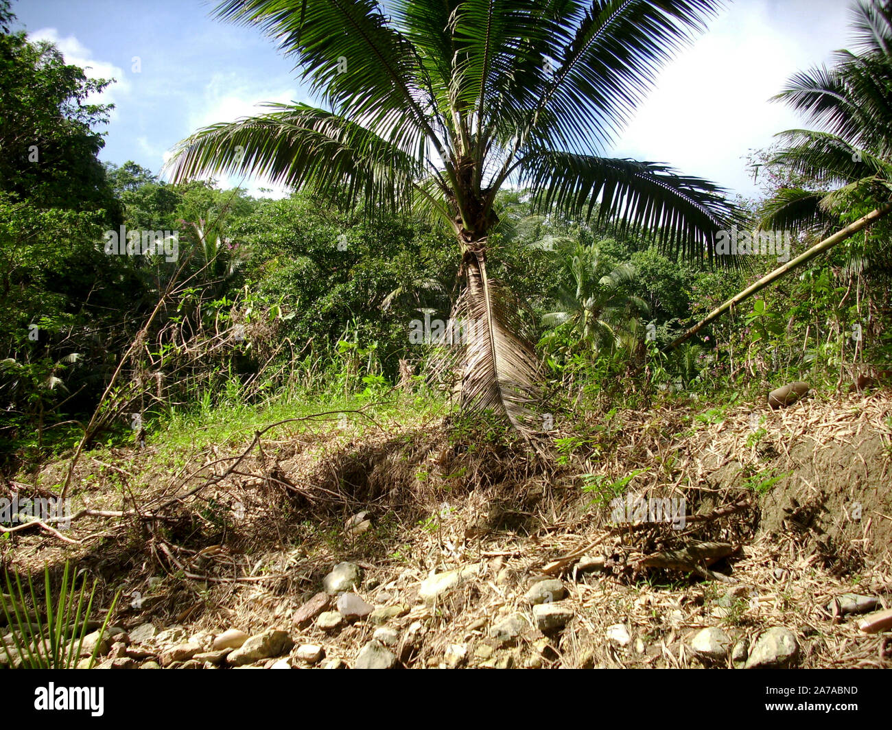 Vista di un palm tree sul fianco della montagna sulla Giamaica Foto Stock