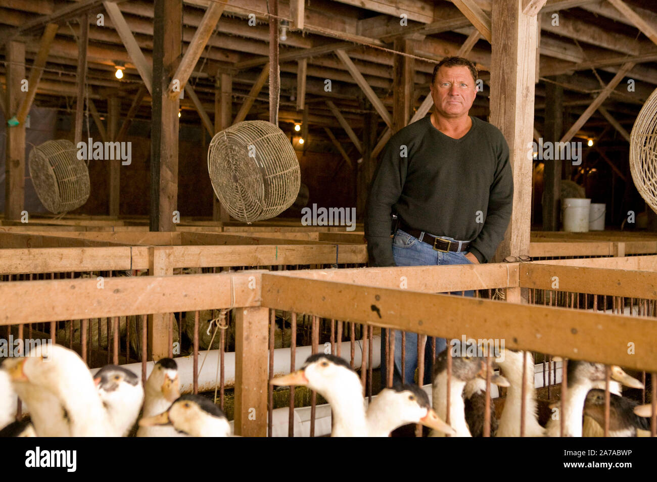 Izzy Yanay, fondatore e vice presidente di Hudson Valley Foie Gras, pone tra le penne azienda anatre in Fattoria nella Ferndale, USA, 16 marzo 2006. Foto Stock