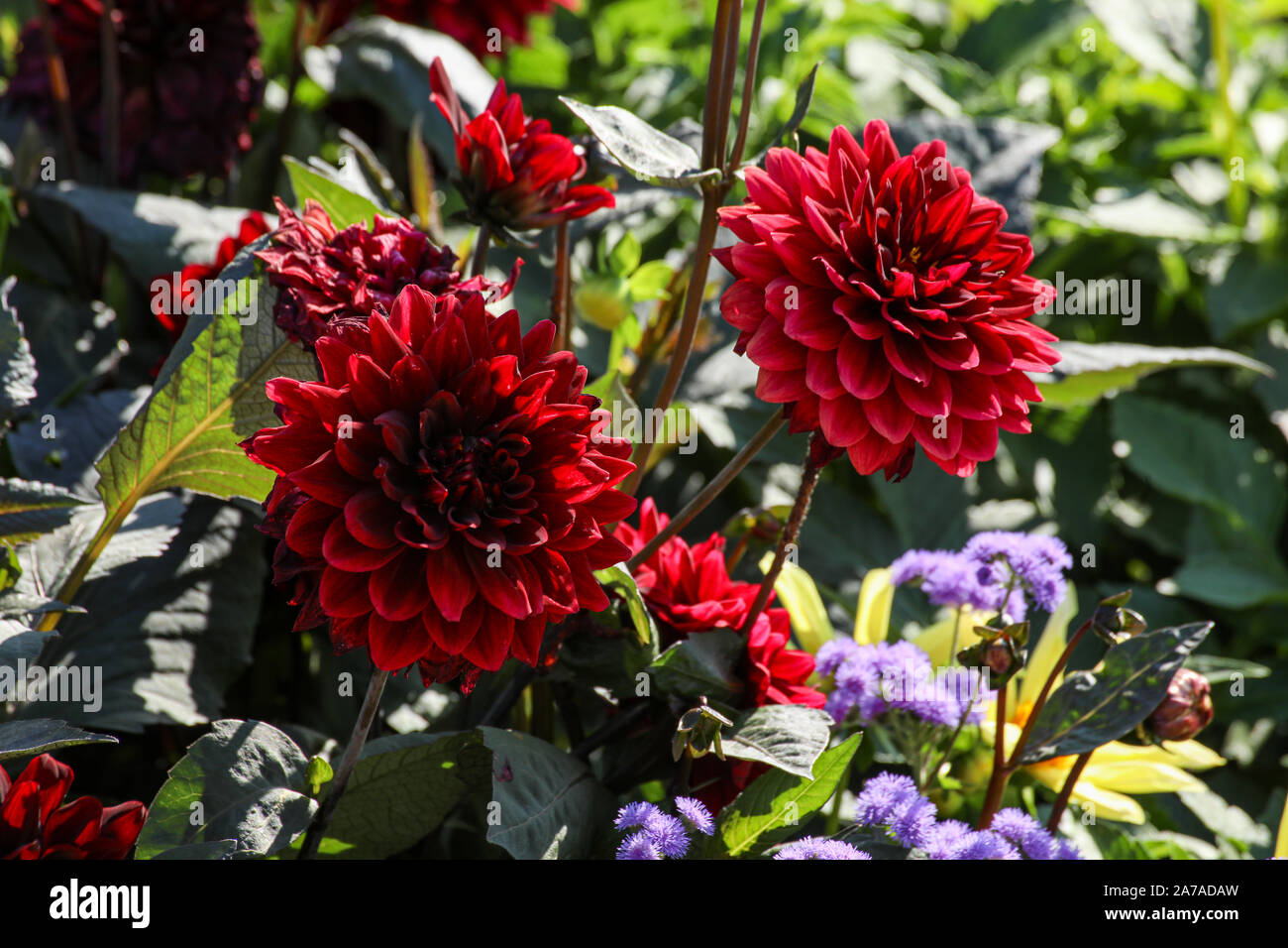 Rosso scuro dalie in serata sun Foto Stock