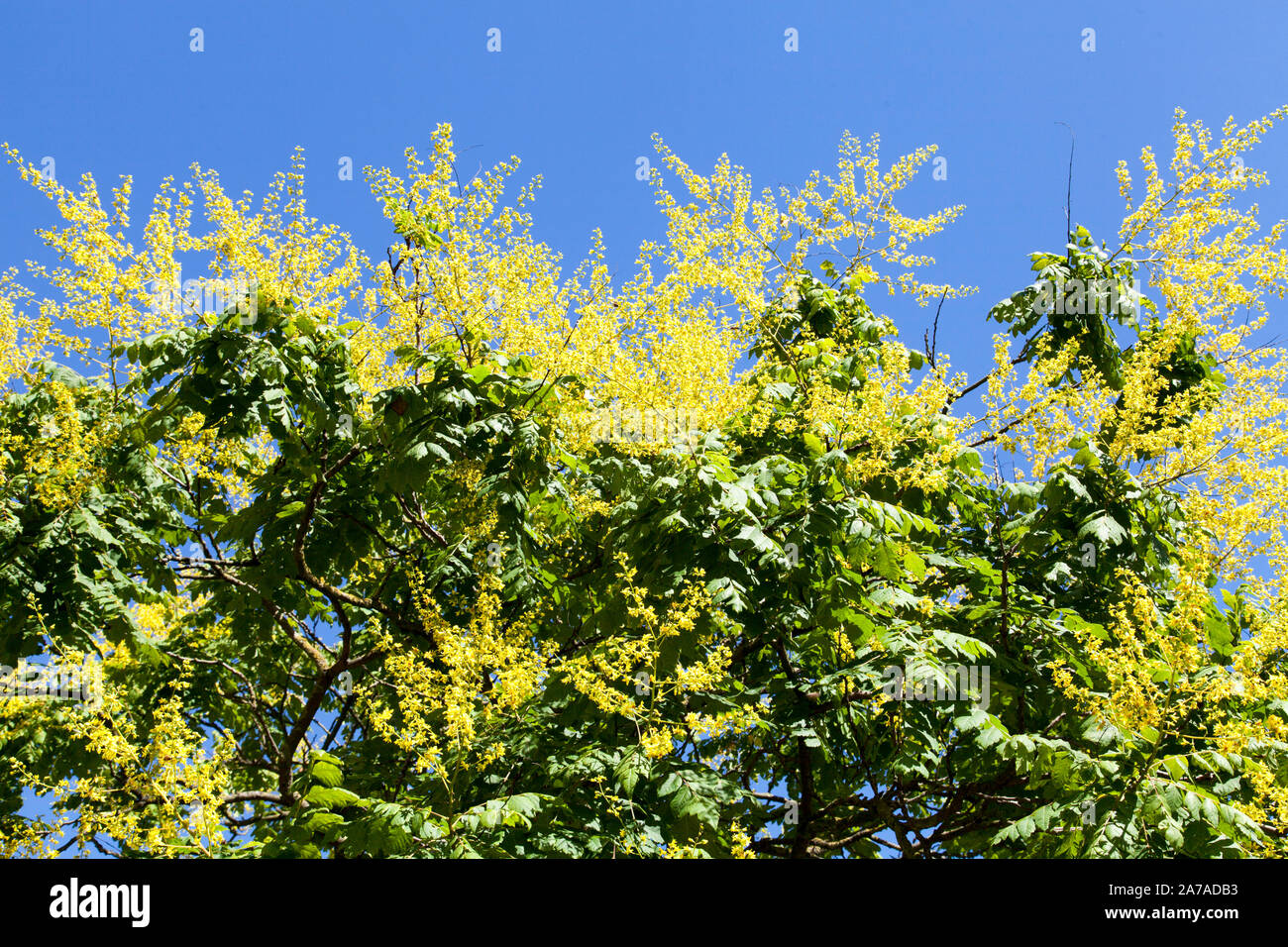 Fiori di un Golden pioggia o orgoglio dell India tree (Koelreuteria paniculata), street tree, Hackney, Londra Foto Stock