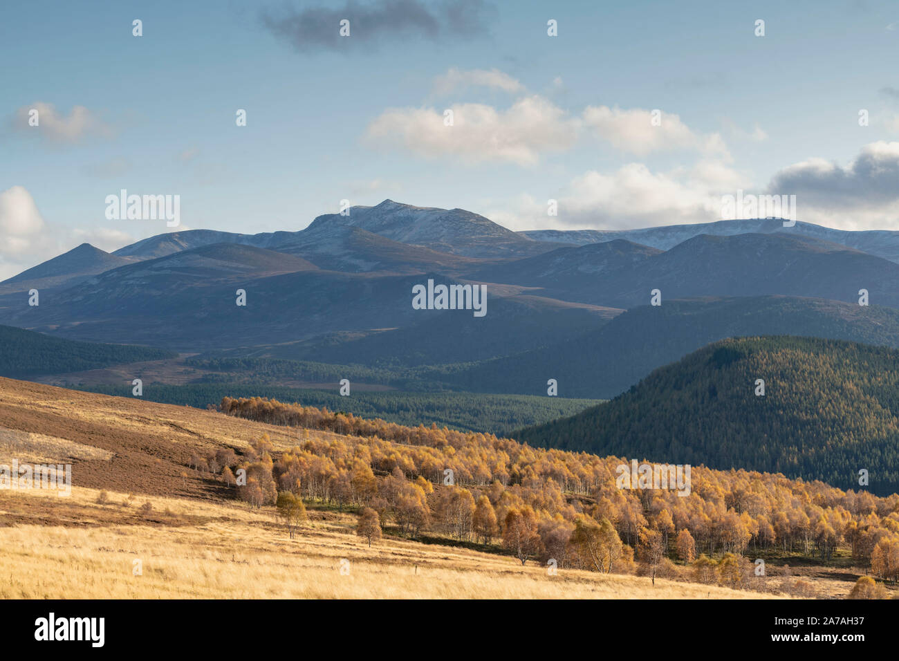 Le Betulle di argento in Glen Feardar conservano ancora i colori autunnali, ma i primi segni di neve sono visibili sul Lochnagar e picchi vicini Foto Stock