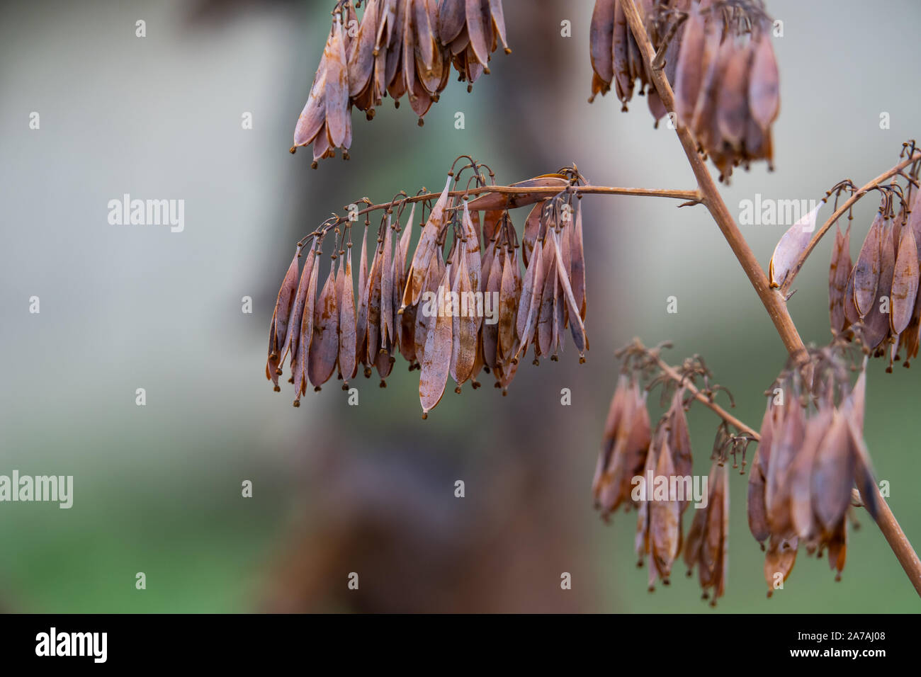 Pennacchio di frutti di papavero in autunno Foto Stock