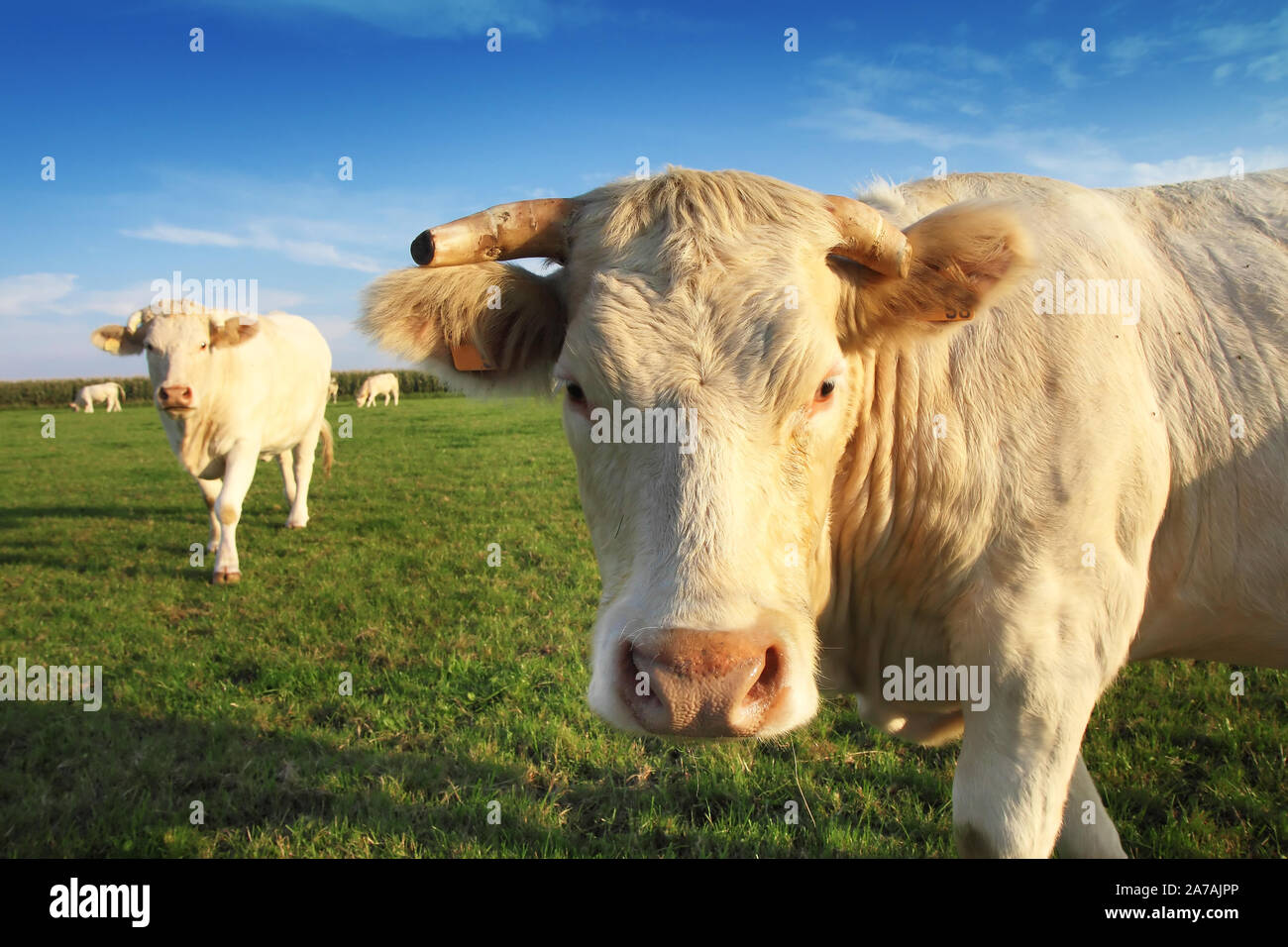 Bella bionda mucca Aquitania in un campo Foto Stock