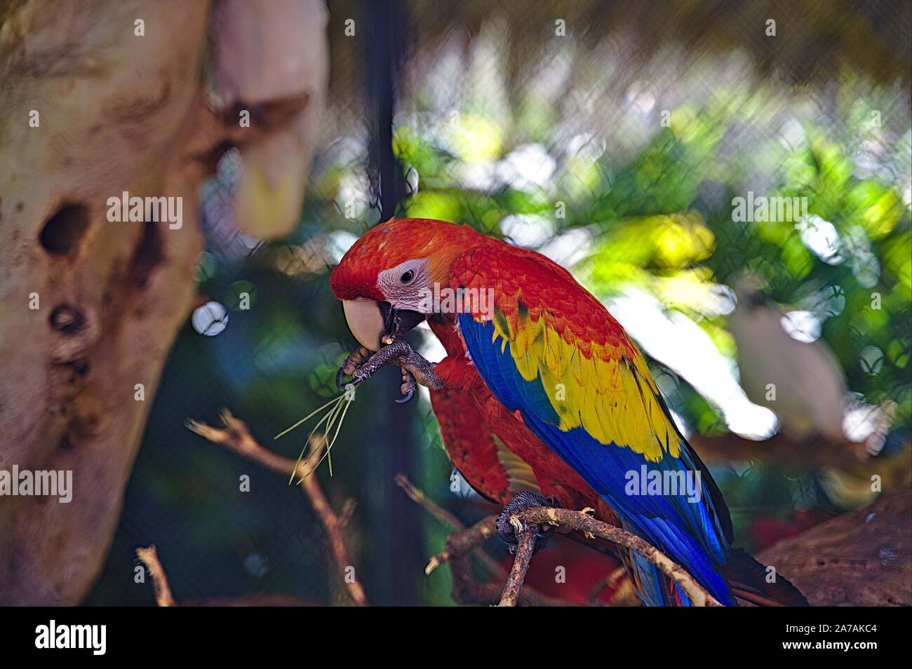 Un pappagallo colorato seduto su un albero Foto Stock