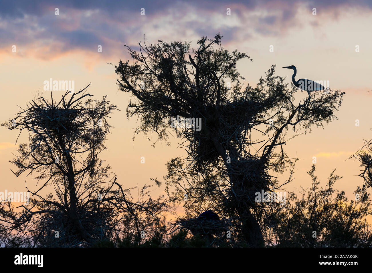 Airone cinerino (Ardea cinerea) nesting, Pont-de-Gau parco ornitologico e Camargue, Francia da Dominique Braud/Dembinsky Foto Assoc Foto Stock