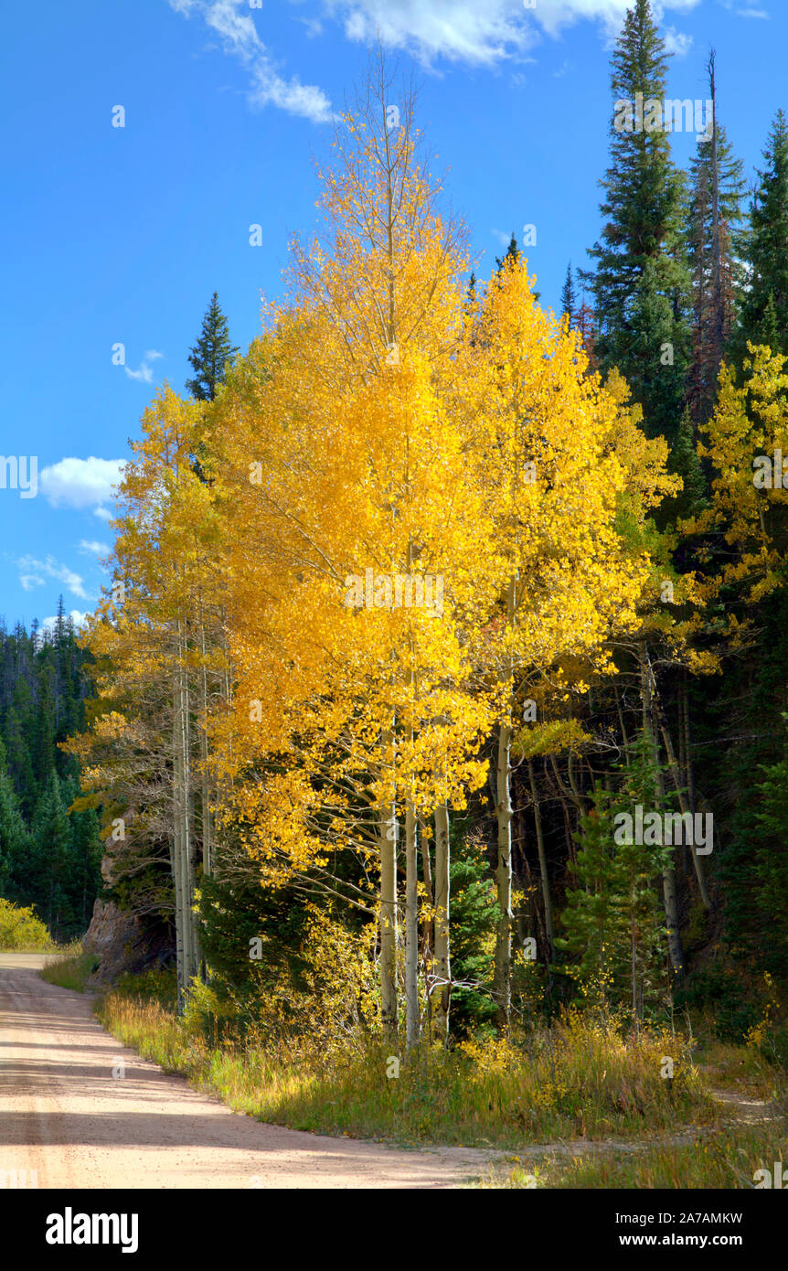 Vacilla Aspen alberi, side-illuminata dal sole del tardo pomeriggio. Foto Stock