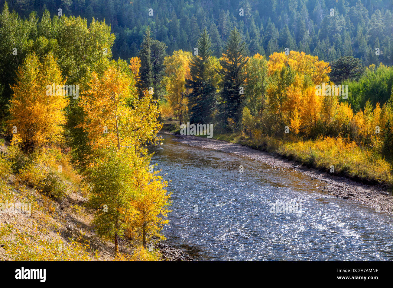 La Cache Poudre corsi fluviali attraverso gabbie di Aspen e degli abeti nel nord del Colorado Montagne Rocciose. Foto Stock