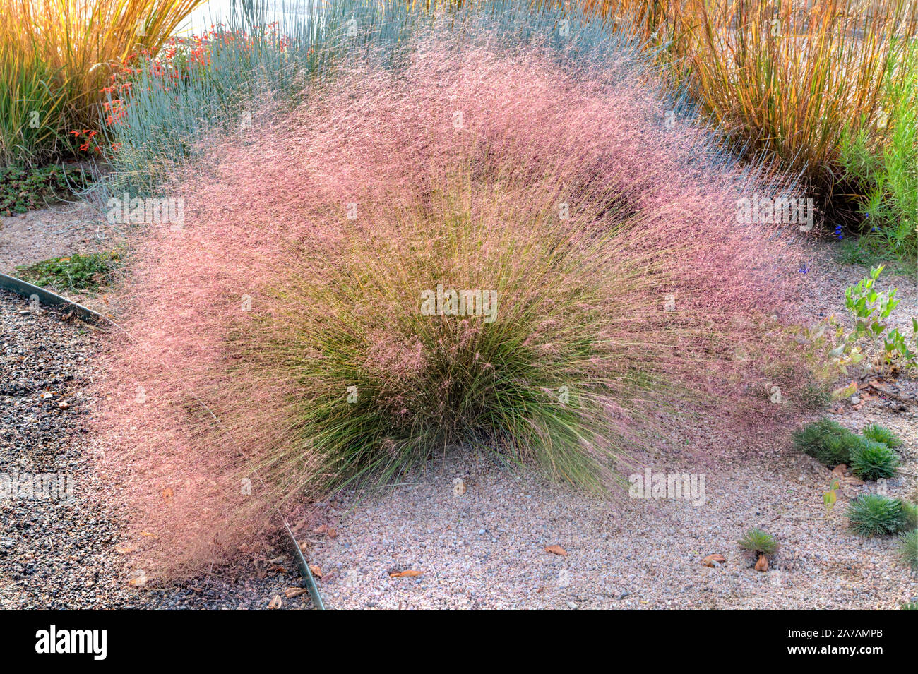 Un ritratto di un'erba ornamentale denominata imperterrito Muhly Rubino e talvolta chiamato autunno tizzi. Foto Stock