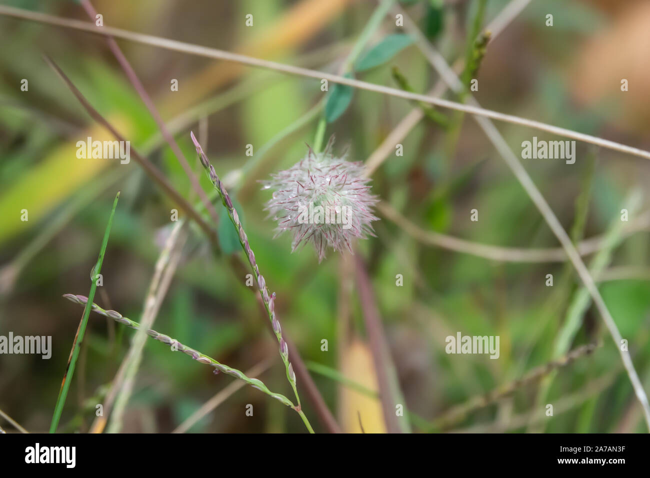 La pioggia sul trifoglio Rabbitfoot fiori in estate Foto Stock