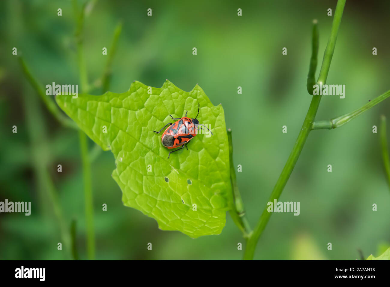 Cavolo rosso Bug su foglia di primavera Foto Stock