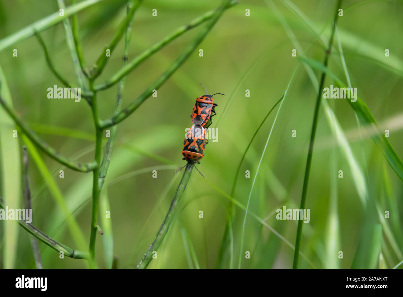 Cavolo rosso bug coniugata sulla foglia di primavera Foto Stock