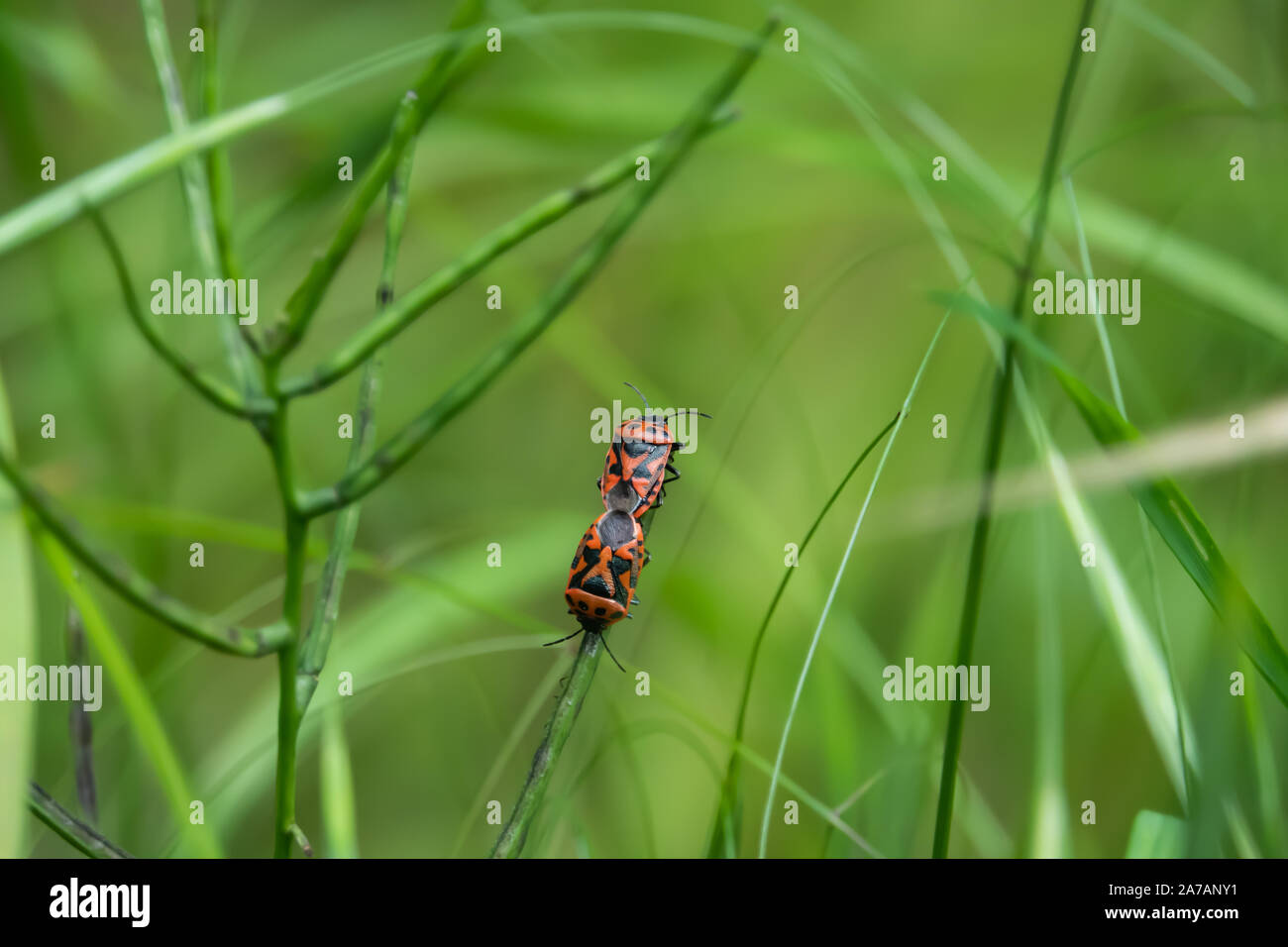 Cavolo rosso bug coniugata sulla foglia di primavera Foto Stock