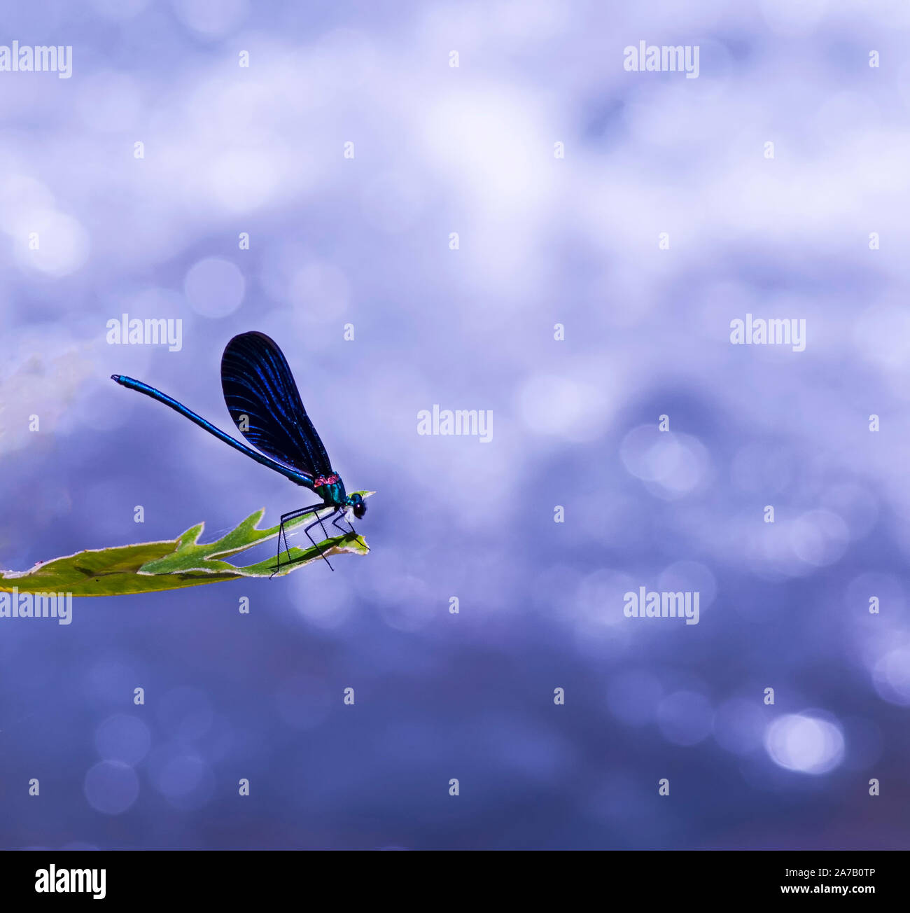 Libellula blu scuro, appoggiata su una foglia vicino alla cascata Foto Stock