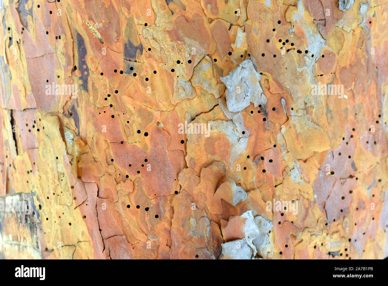 Texture di orange di corteccia di albero closeup. Un tronco di pino che è mangiato da termiti. Il concetto di lotta contro le termiti, prendersi cura della foresta. Foto Stock