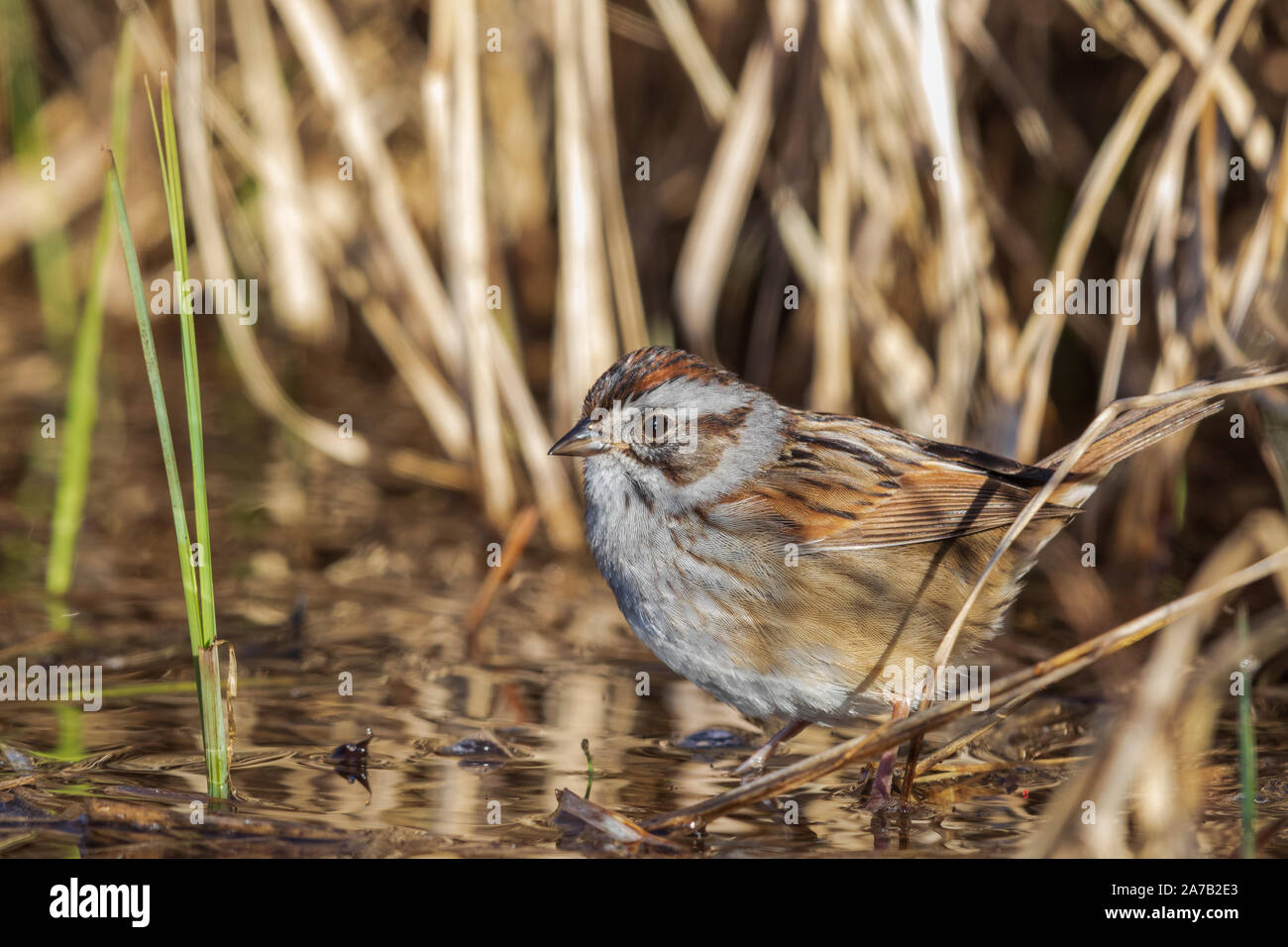 Swamp sparrow rovistando sulla riva di un lago deserto in Wisconsin settentrionale. Foto Stock