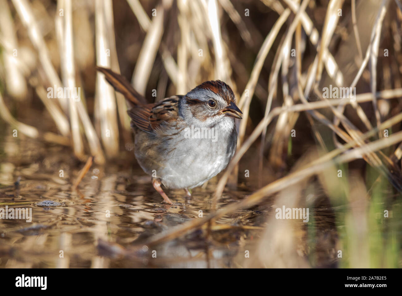 Swamp sparrow rovistando sulla riva di un lago deserto in Wisconsin settentrionale. Foto Stock