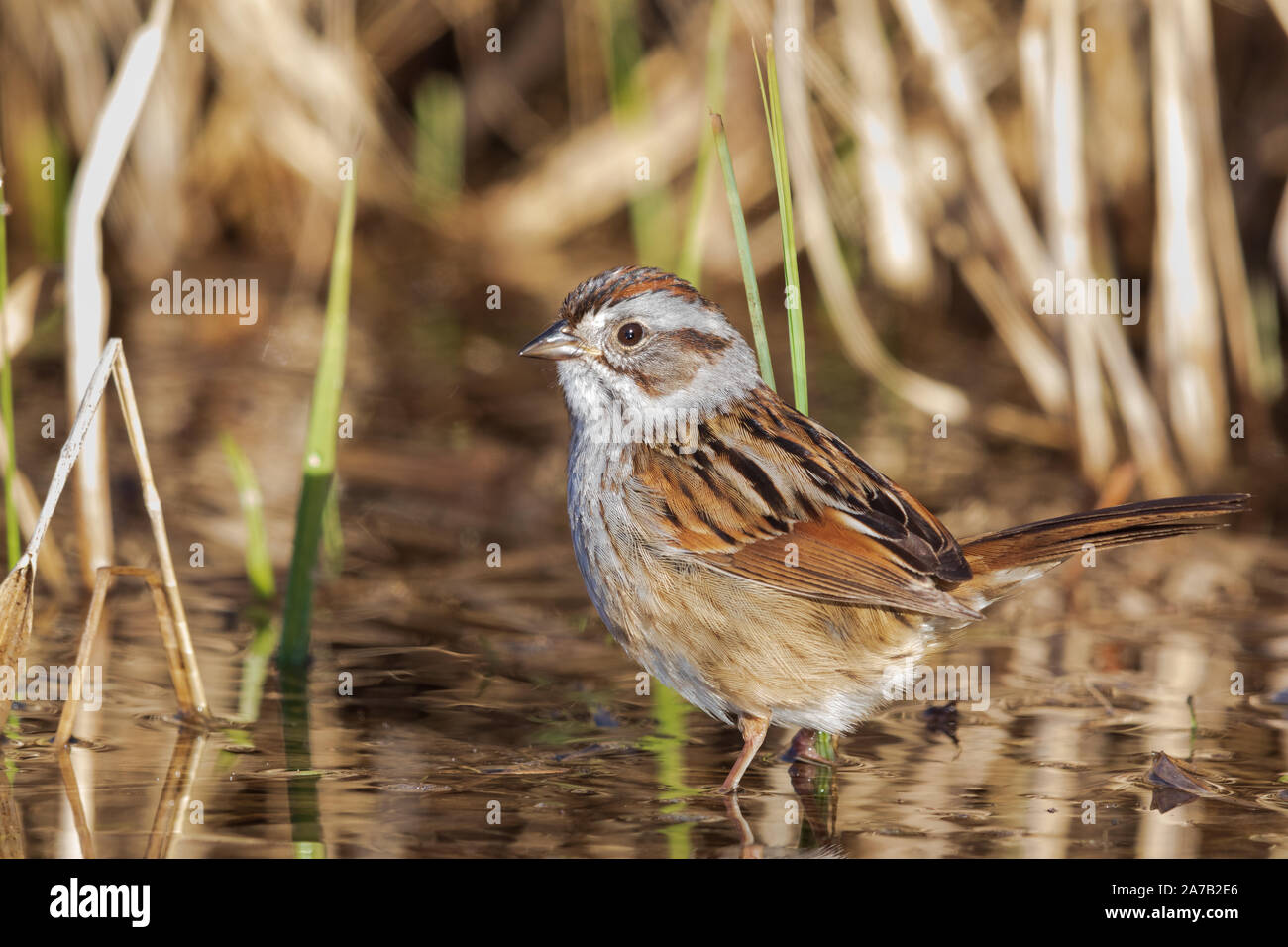 Swamp sparrow rovistando sulla riva di un lago deserto in Wisconsin settentrionale. Foto Stock