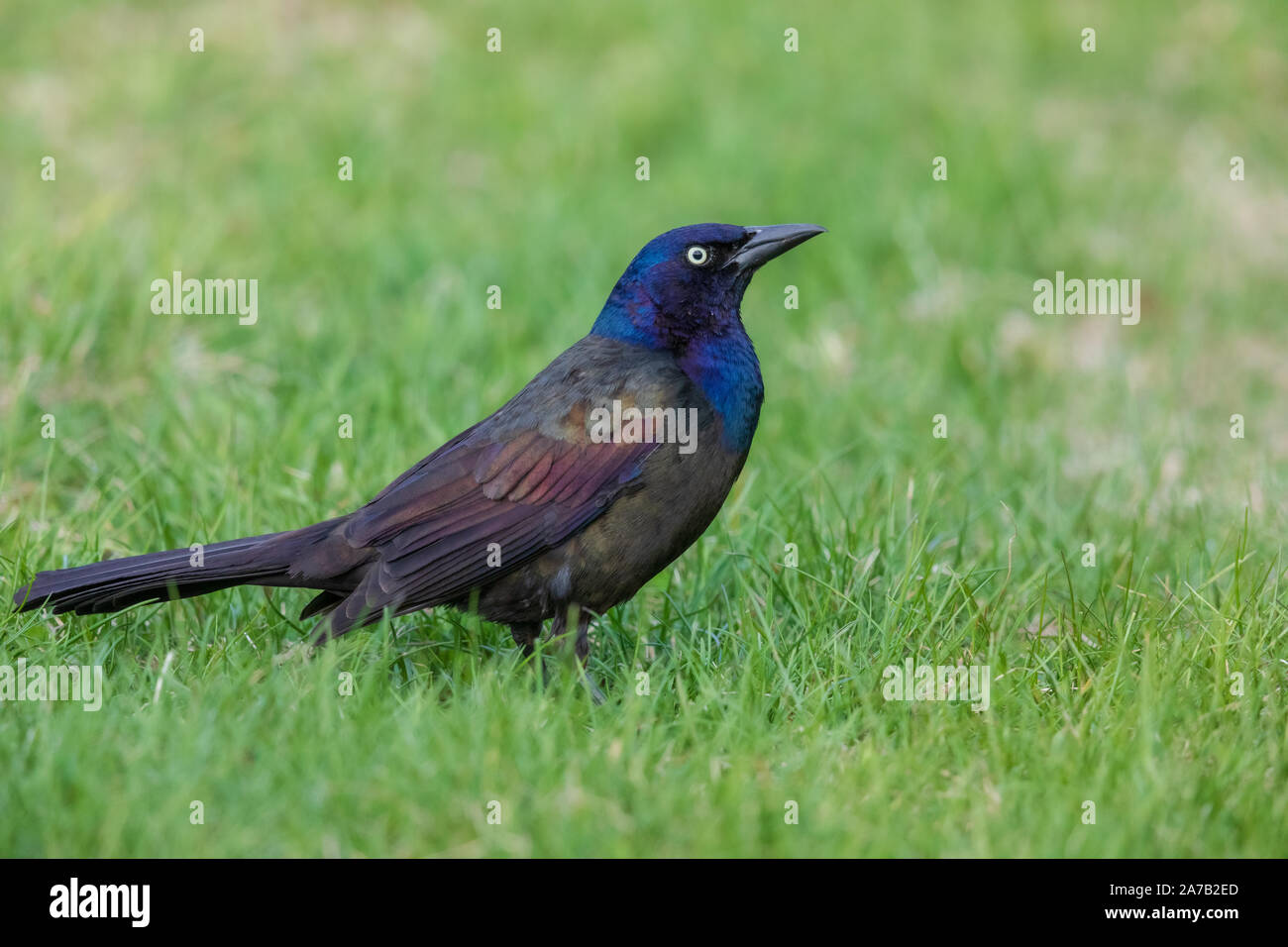 Grackle comune in Wisconsin settentrionale nel cortile. Foto Stock