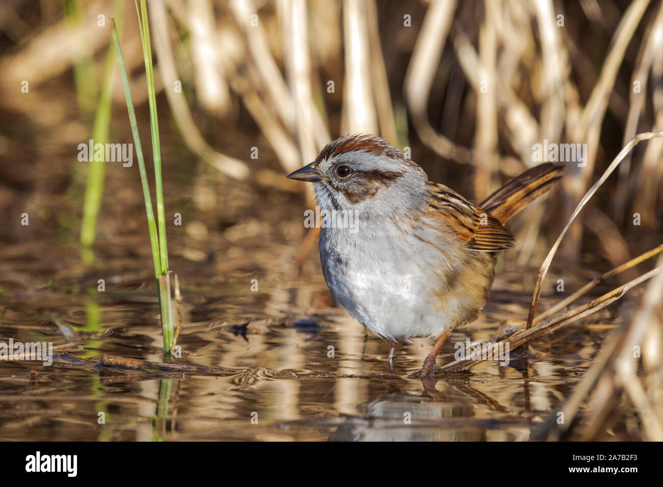 Swamp sparrow rovistando sulla riva di un lago deserto in Wisconsin settentrionale. Foto Stock