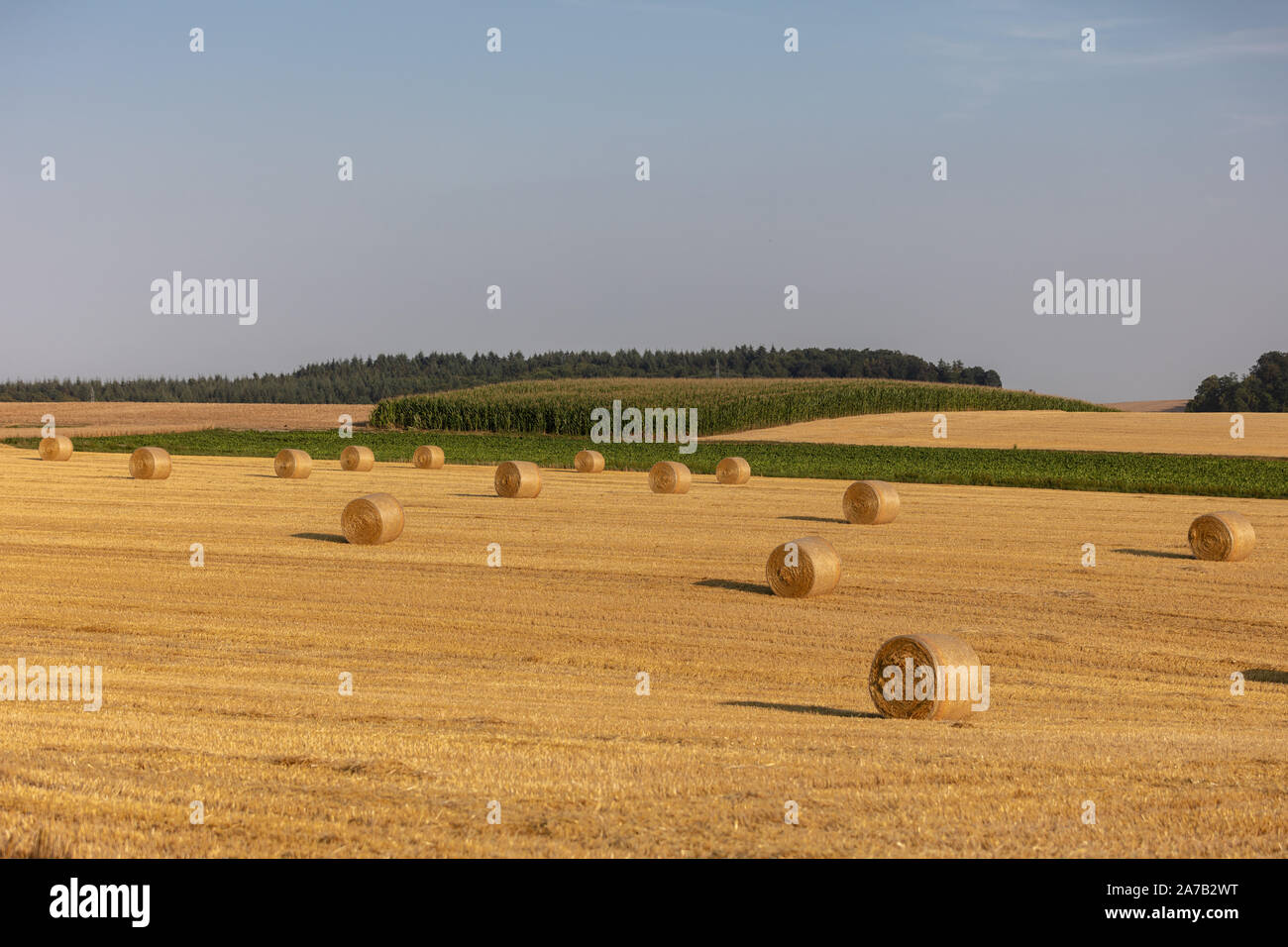 Molte balle rotonde sul campo di raccolto Foto Stock