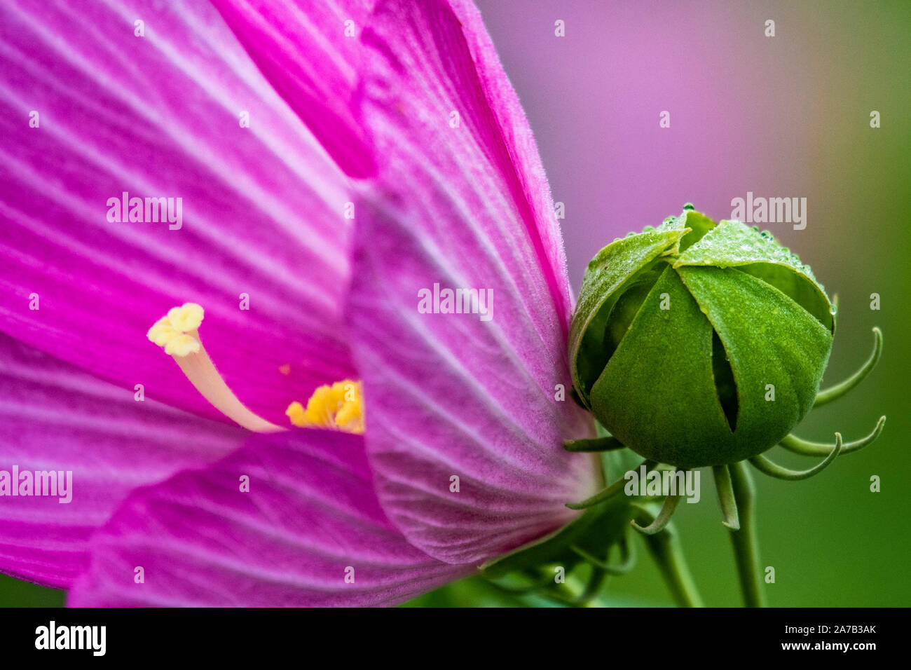 In Giudeo Jersey, giù nella prateria, attraverso il Fiume Hudson da NYC, la Palude Rose Mallow cresce in abbondanza. Foto Stock