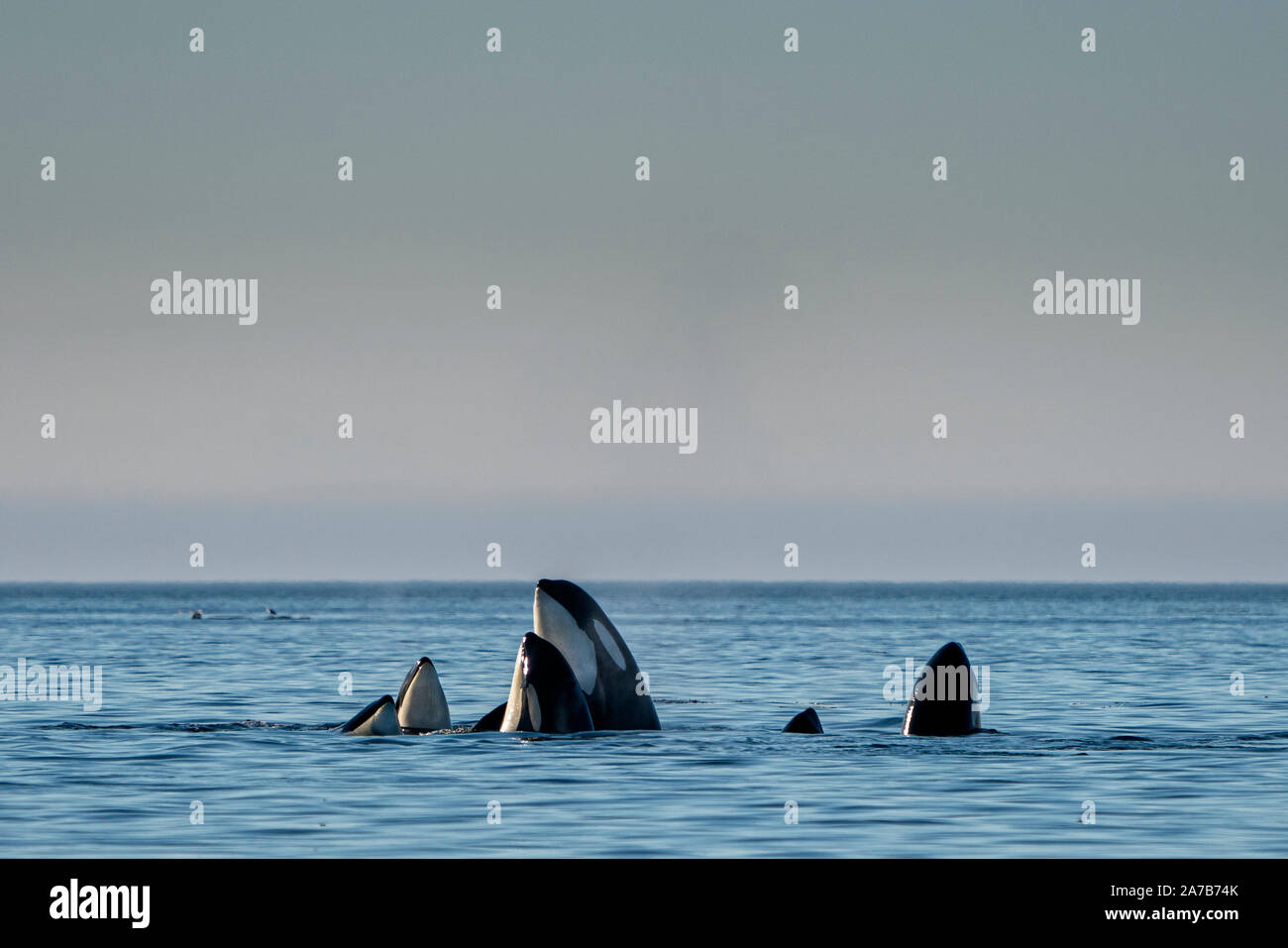 Northern residenti balene killer spy-hopping in Queen Charlotte Strait off Malcolm Island, nel nord della isola di Vancouver, Prime Nazioni Territorio, inglese britannico Foto Stock