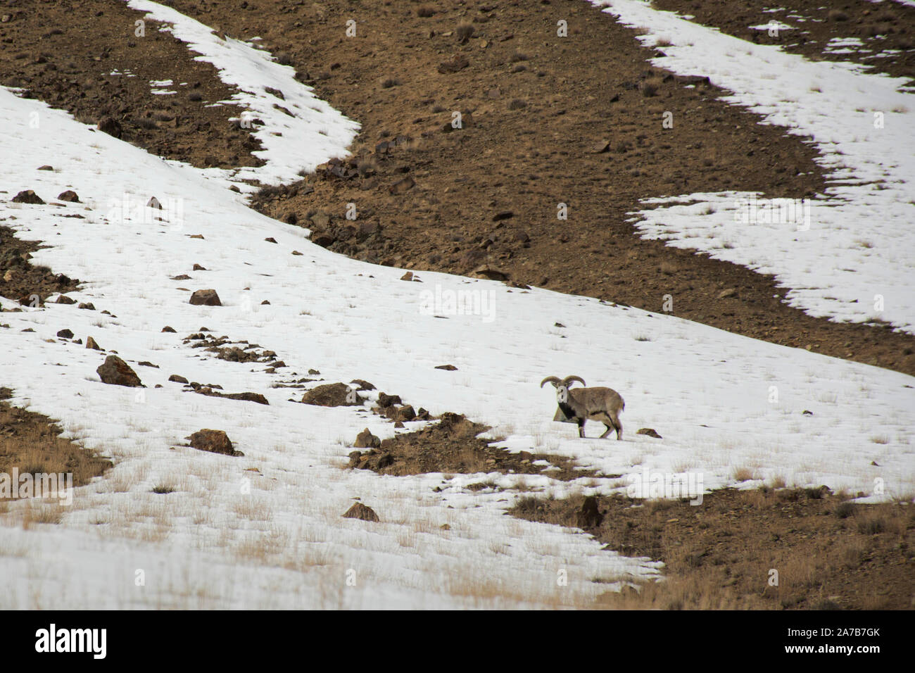 Visualizzare il paesaggio con le montagne Himalaya gamma tra Khardung La strada pass vai alla Valle di Nubra con Khalsar villaggio Hunder in città durante la stagione invernale Foto Stock