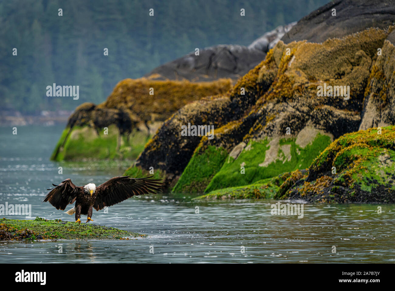 Aquila calva atterraggio su una roccia che viene esposta solo con la bassa marea, cozza con letti in piano, Cavaliere ingresso, Prime Nazioni Territorio, British Co Foto Stock