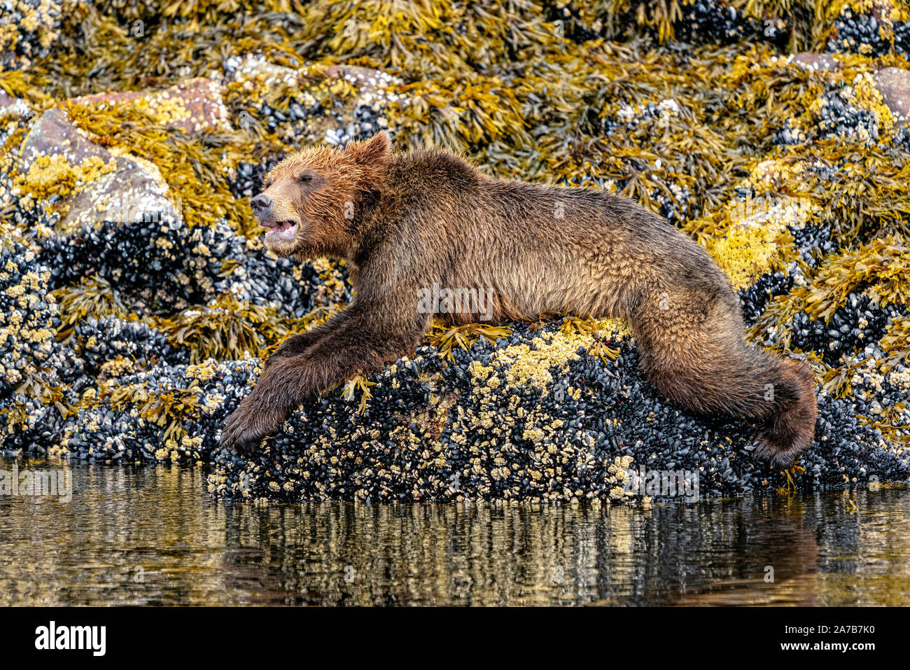 Grizzly orso cub che si posa su una roccia coperta di cozze lungo la linea di bassa marea di Knight Inlet, First Nations Territory, British Columbia, Canada. Foto Stock