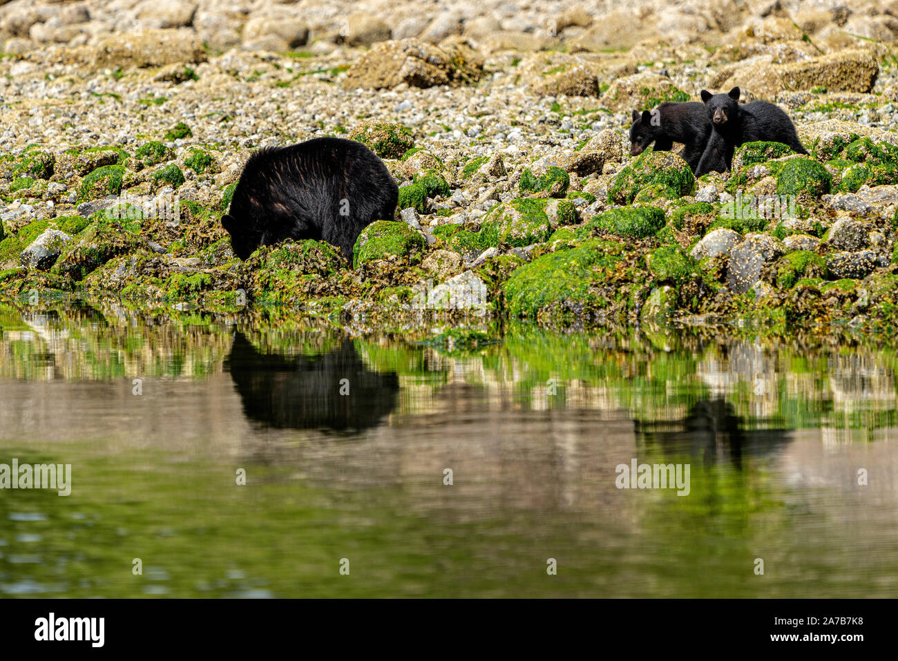 Orso nero seminare con 2 questo anno cubs lungo il basso tideline nell'arcipelago di Broughton, Prime Nazioni Territorio, British Columbia, Canada. Foto Stock