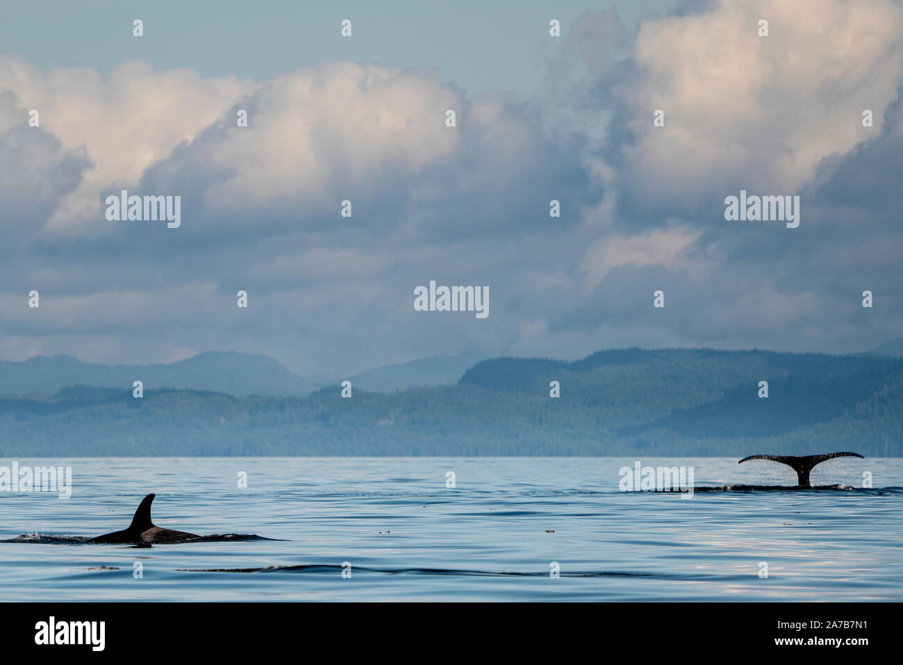 Solo uno di questi giorni. Killer Whale e Humpback Whale diving in Queen Charlotte Strait off Vancouver Island, Prime Nazioni Territorio, British Columb Foto Stock