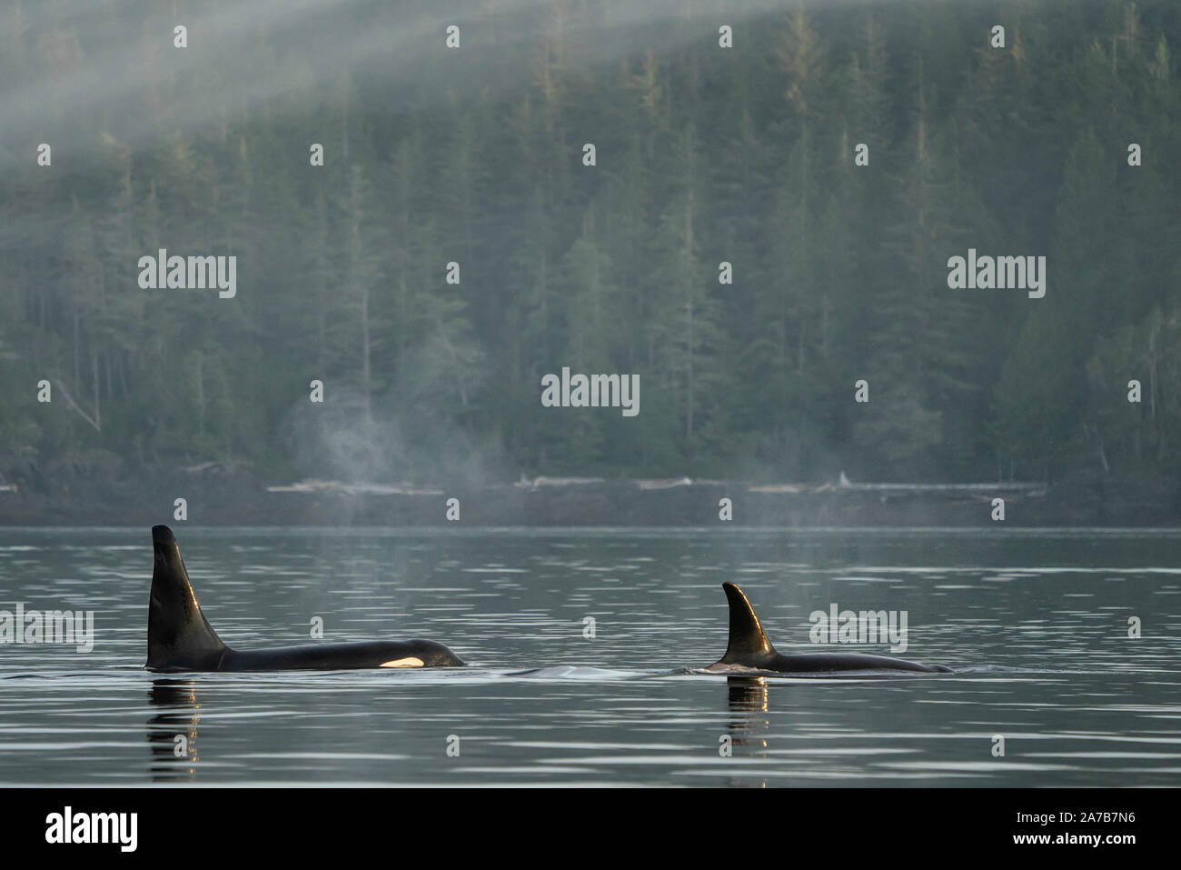 Proprio come un dipinto. Due residenti del nord orche del nord dell'isola di Vancouver, Prime Nazioni Territorio, British Columbia, Canada. Foto Stock