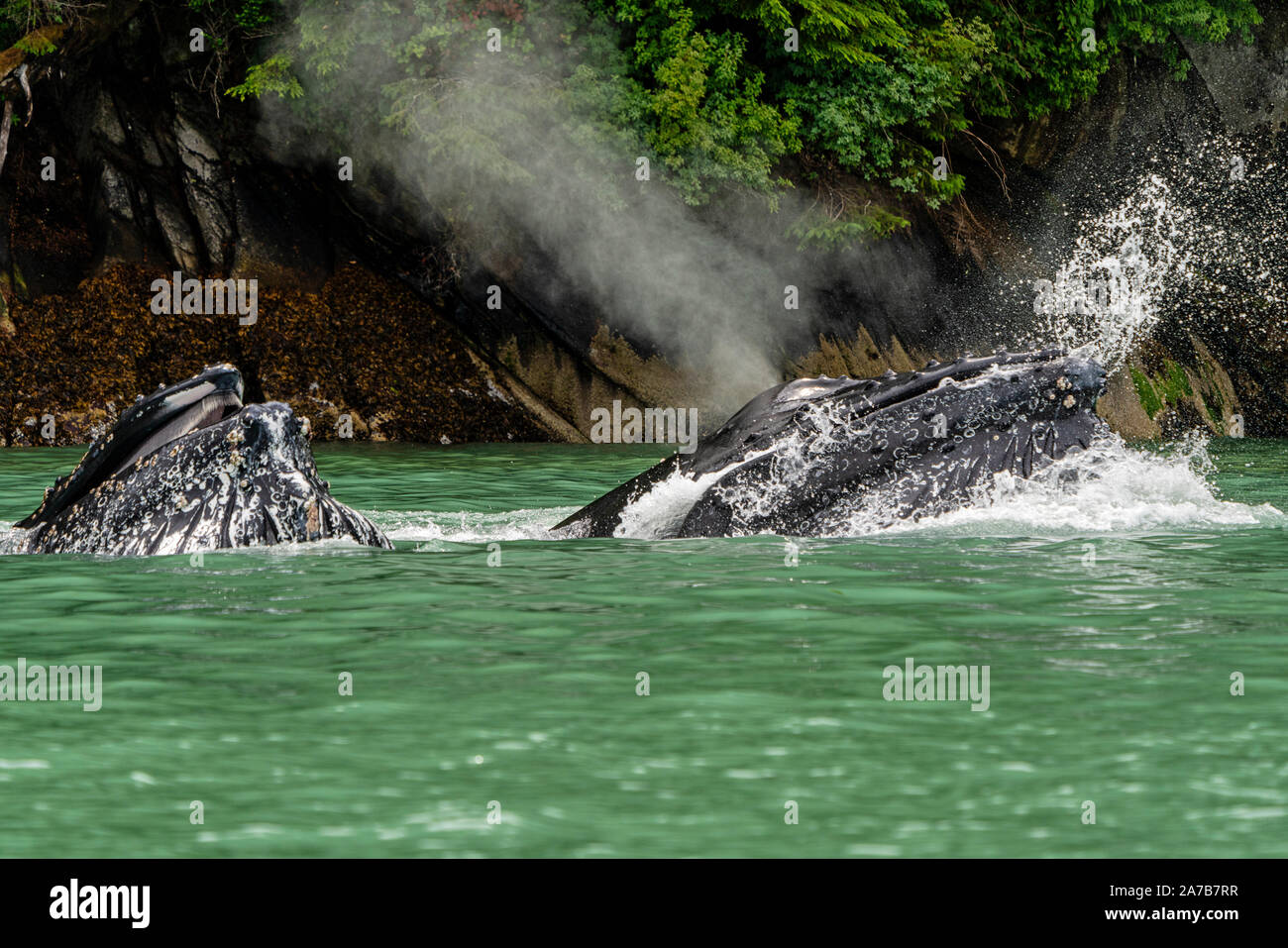 Due Humpback Whale affondo in alimentazione il ghiacciaio verde acqua di alimentazione di ingresso del cavaliere, Prime Nazioni Territorio, grande orso nella foresta pluviale, British Columbia, Ca Foto Stock