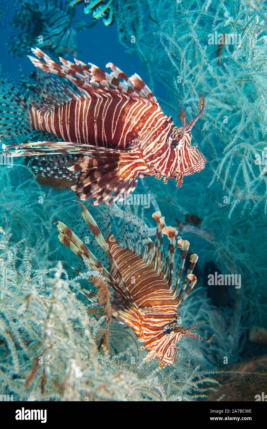 Una coppia di pesci leone, pterois volitans, in bianco e nero di un polipo di corallo, Tulamben, Bali, Indonesia. Foto Stock