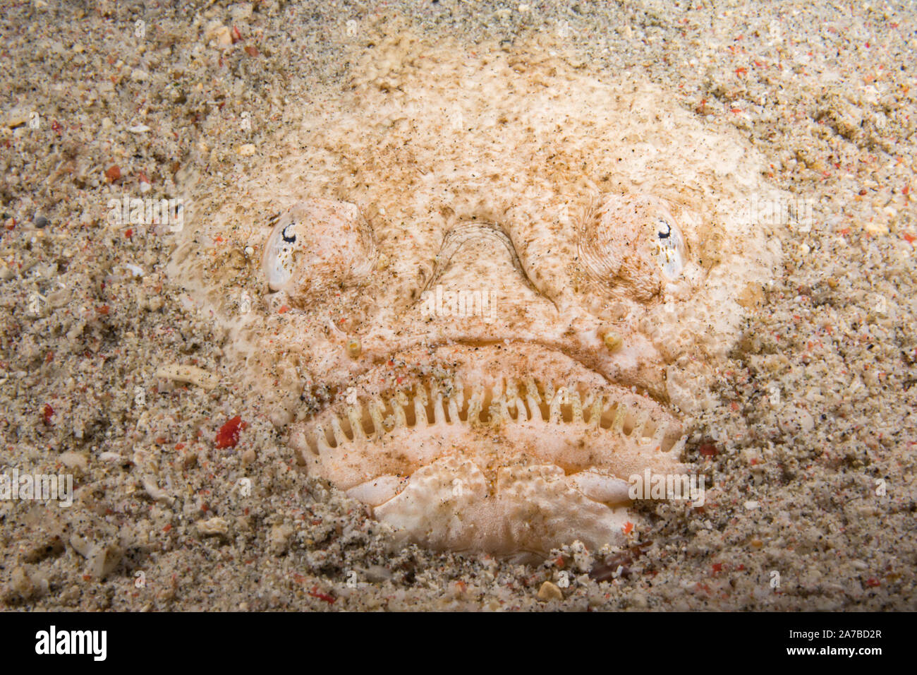 La stargazer, Uranoscopus chinensis è un agguato predatore che resta sepolta durante il giorno, con solo che gli occhi e la bocca visibile. Questa specie c Foto Stock