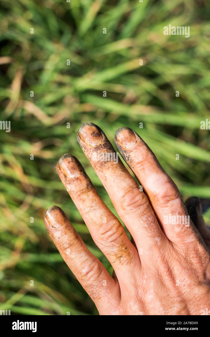 Lavoratore con le mani in mano i dadi di prelievo, colorata dalla buccia Foto Stock