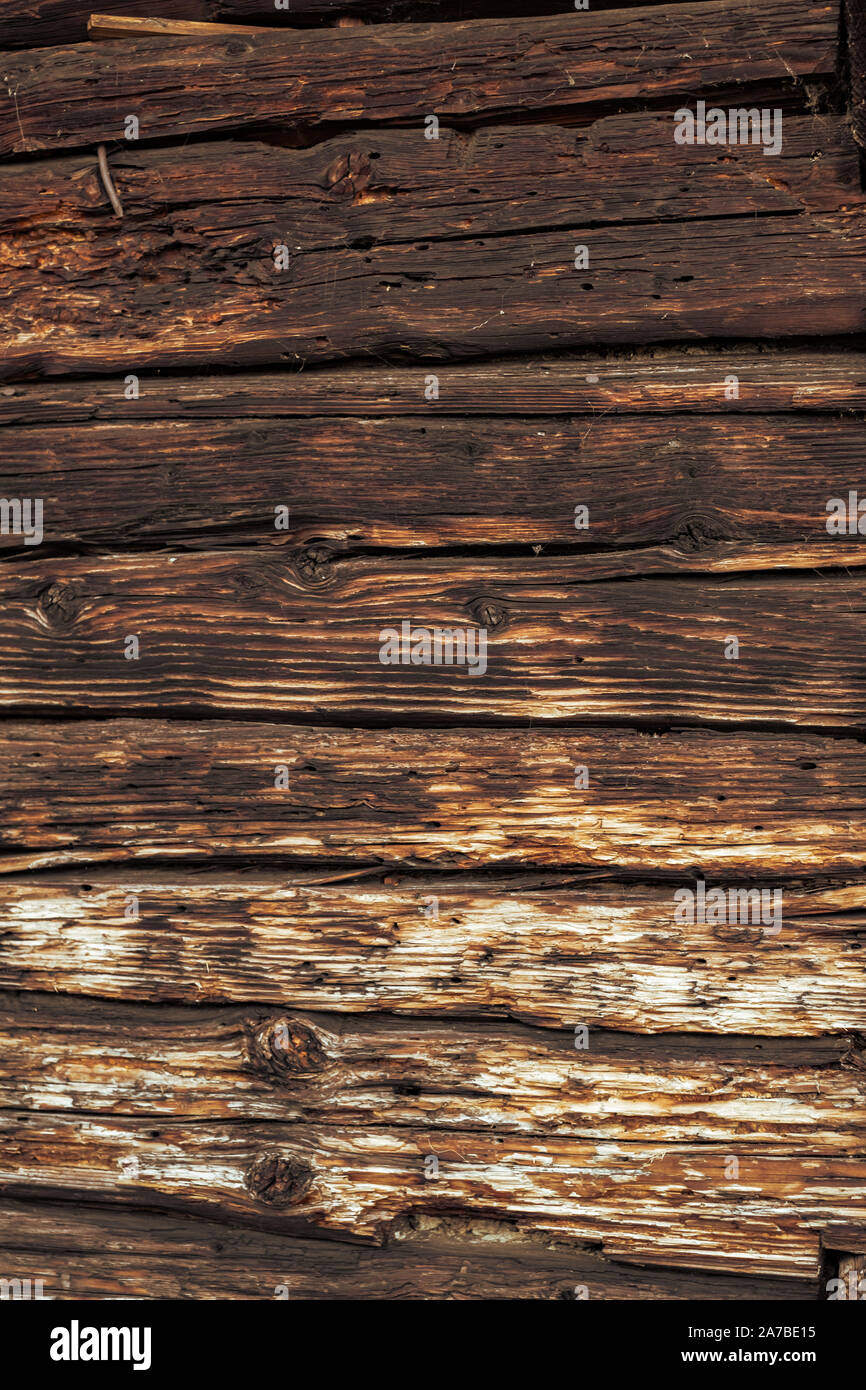 Termiti mangiare vecchia e decadente doghe in legno Foto Stock