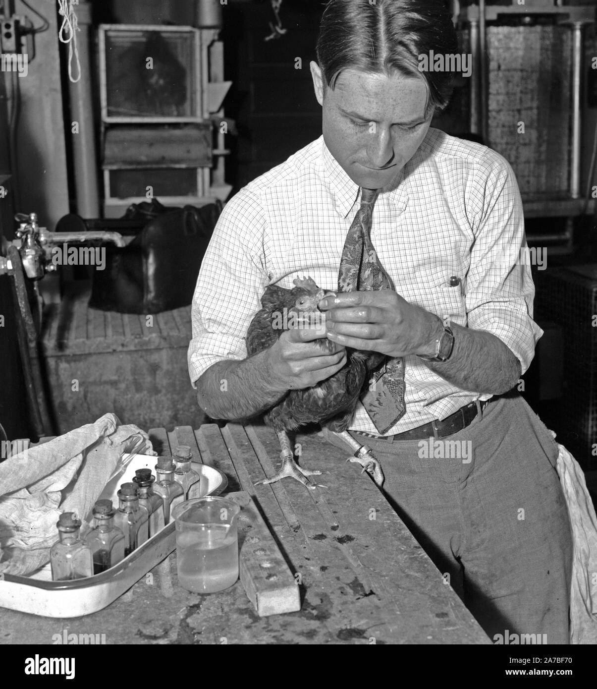 Charles A. Denton, Junior farmacia, pollame nutrizione del laboratorio nazionale di ricerca in agricoltura Center Beltsville, Maryland, alimentando una gallina un certo alimento per produrre un colore definito tuorlo. Foto Stock