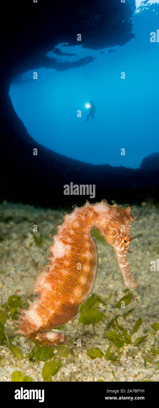Sia l'immagine del cavalluccio marino spinosa, Hippocampus hixtrix e il subacqueo (MR) sono state fotografate off Malapascua Island, e poi combinati, Filippine Foto Stock