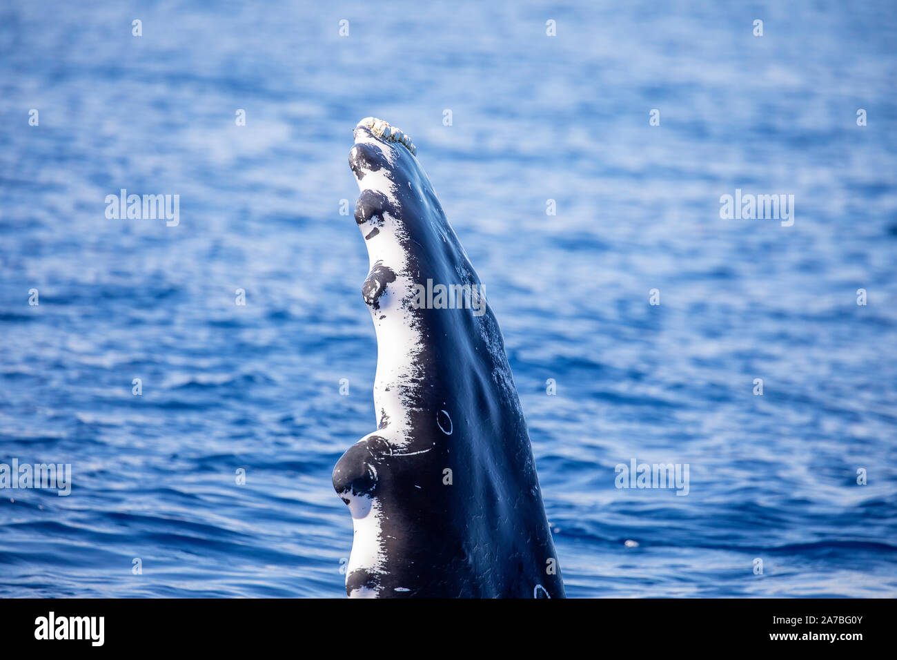 Uno sguardo più da vicino alla punta della pinna pettorale di un Humpback Whale. Essi sono ben noti per la loro lunga "pettorali alette", che può essere fino a 15 piedi (4,6 m. Foto Stock