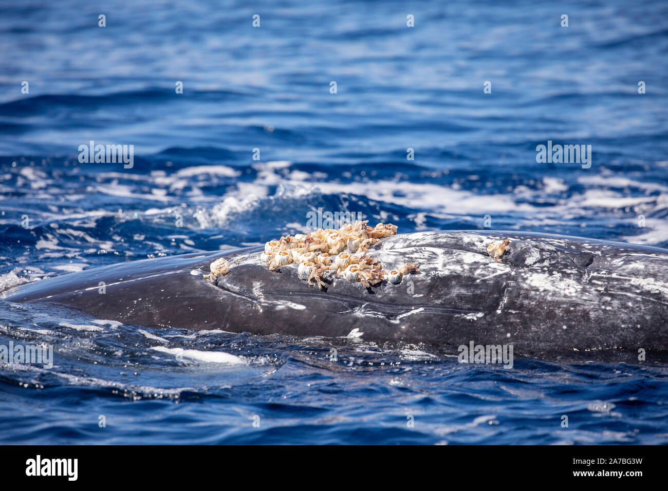 Acorn barnacles, Coronula diaderma e collo d'oca cirripedi, Conchorderma auritum, attaccata vicino alla zona genitale di questo maschio Humpback Whale, Megapt Foto Stock