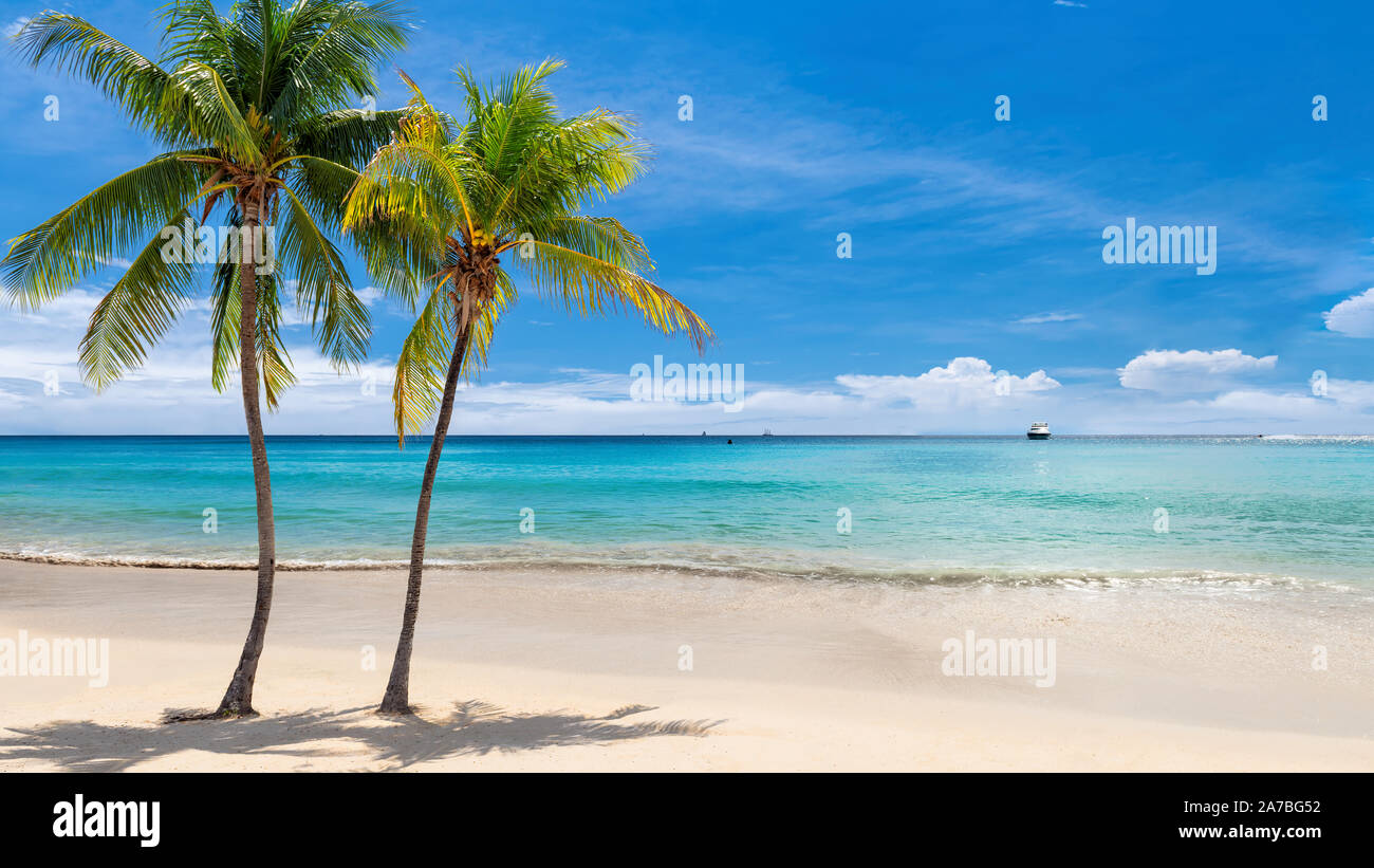 Caraibi sunny beach con palme Foto Stock