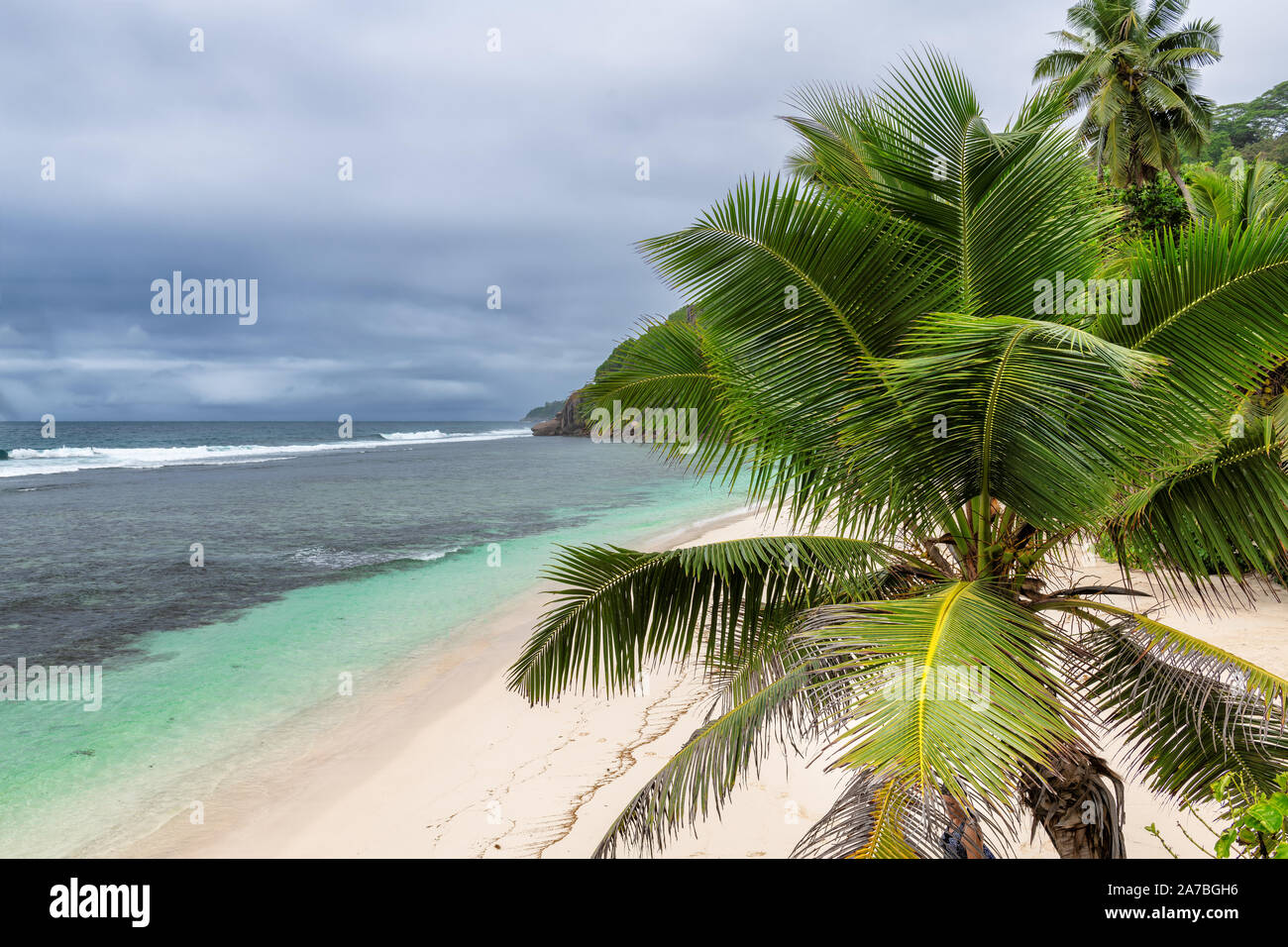 Palme sulla spiaggia dell'oceano Foto Stock