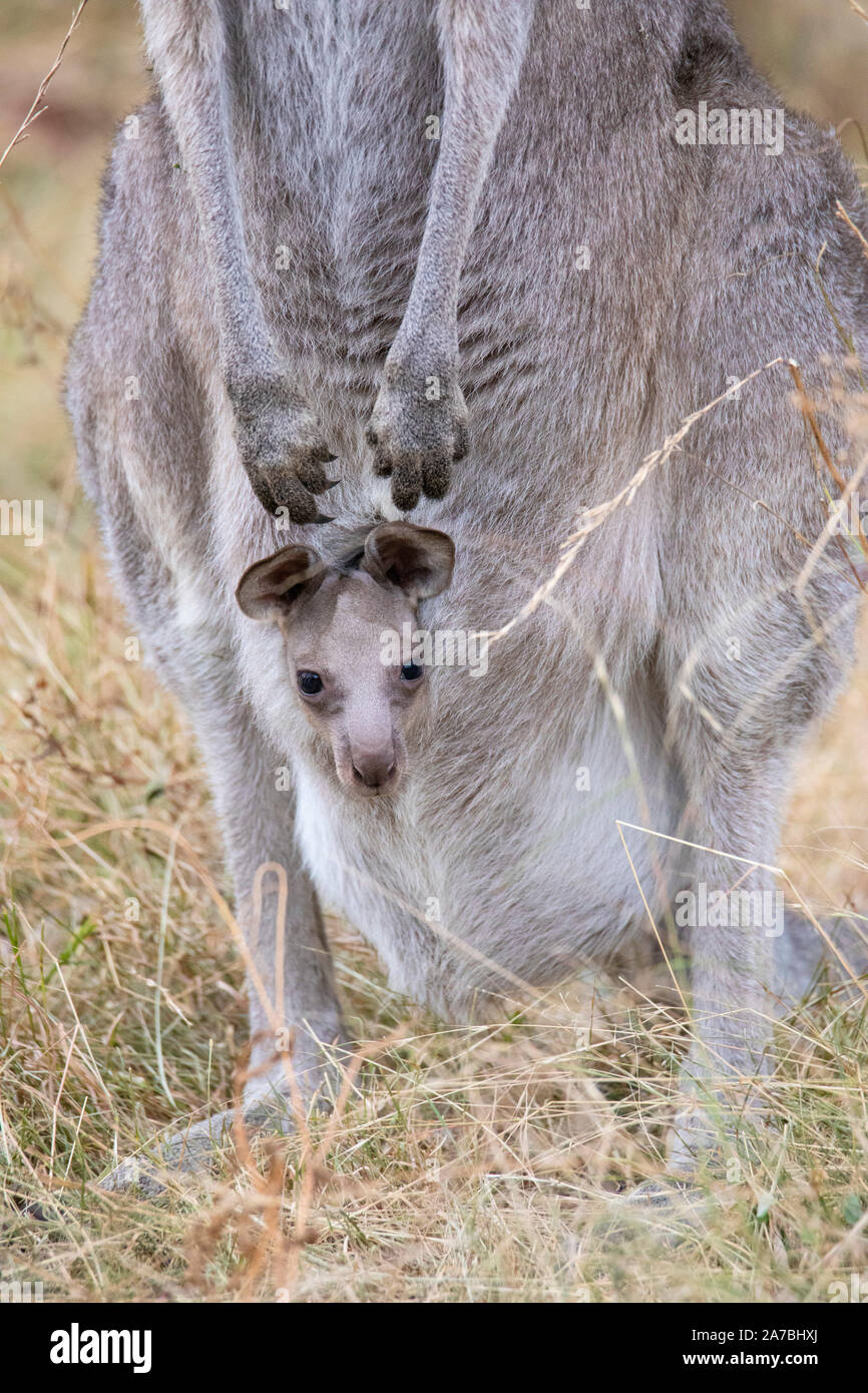 Orientale Canguro grigio (Macropus giganteus) madre con bambino joey nella sacca, Capertee Valley, Australia Foto Stock