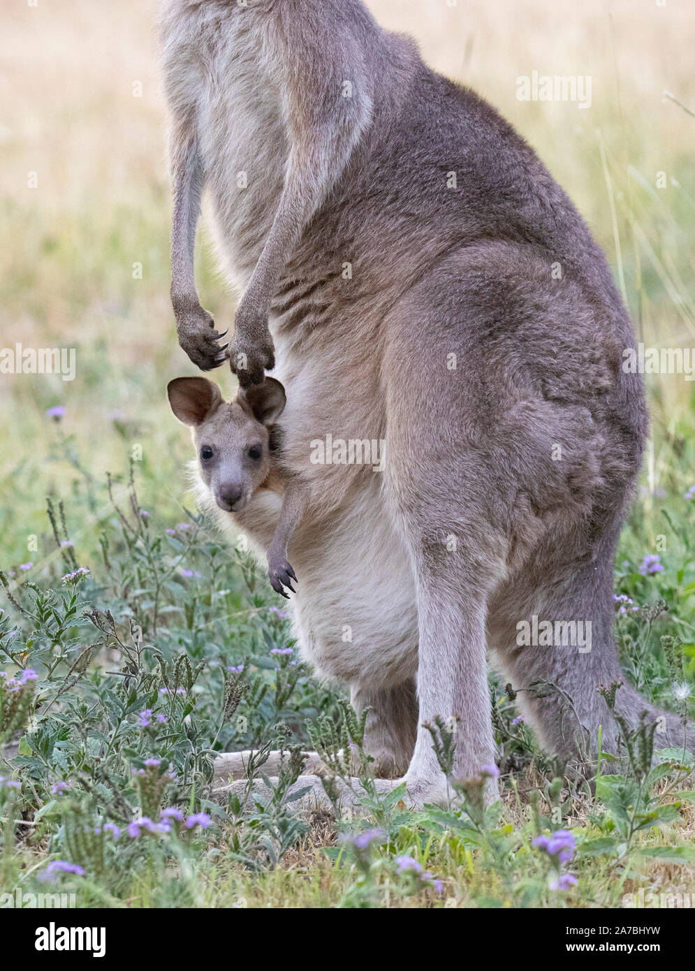 Orientale Canguro grigio (Macropus giganteus) madre con bambino joey nella sacca, Capertee Valley, Australia Foto Stock