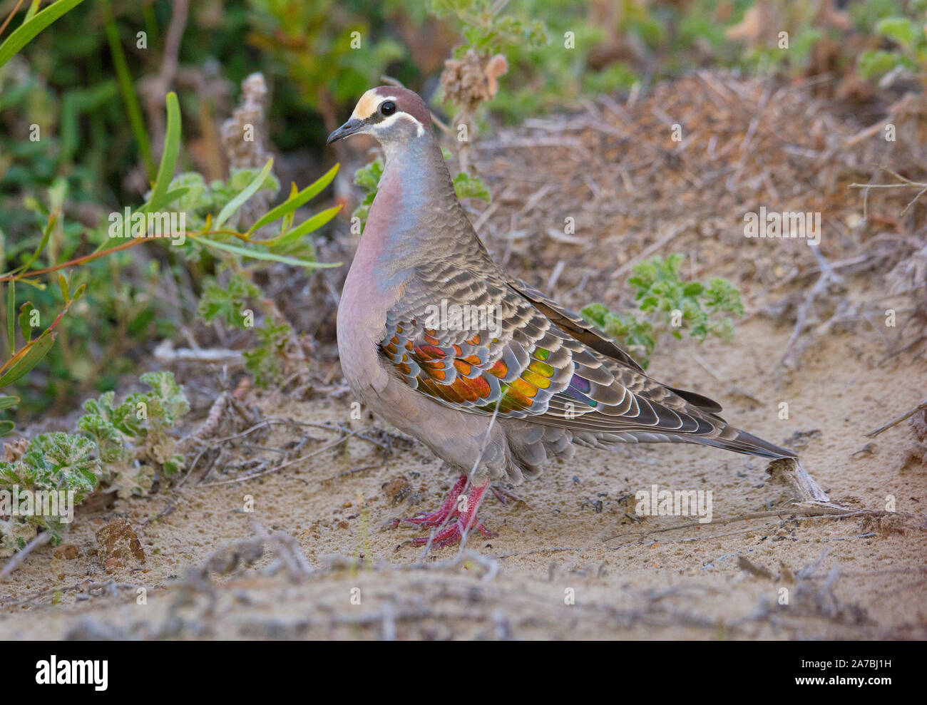 Comune (Bronzewing Phaps chalcoptera) un tipo di nativi Australiani con piccione distintivo ala iridescente piume. Foto Stock