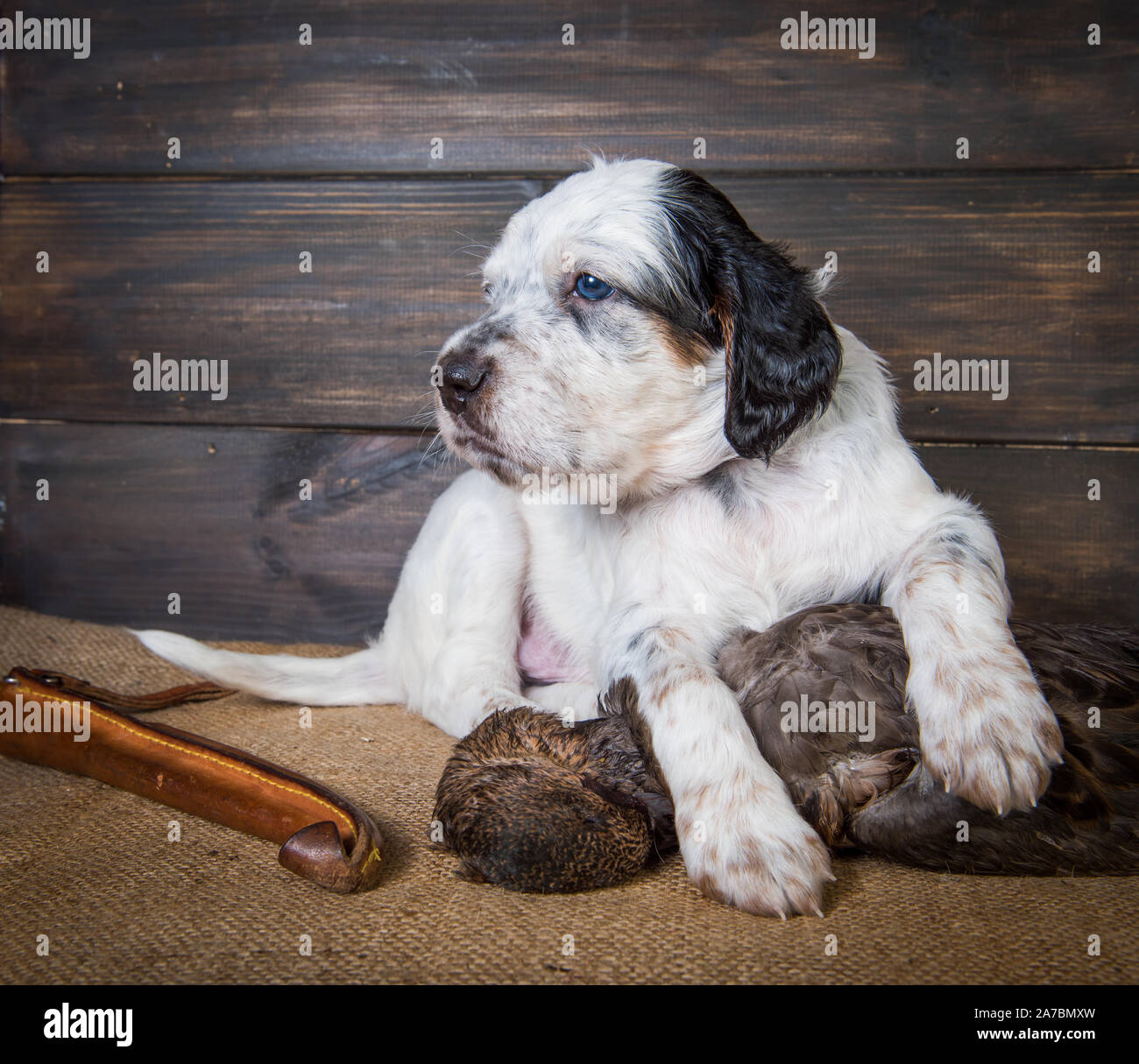 Setter inglese cucciolo di cane con coltello e anatra Foto Stock